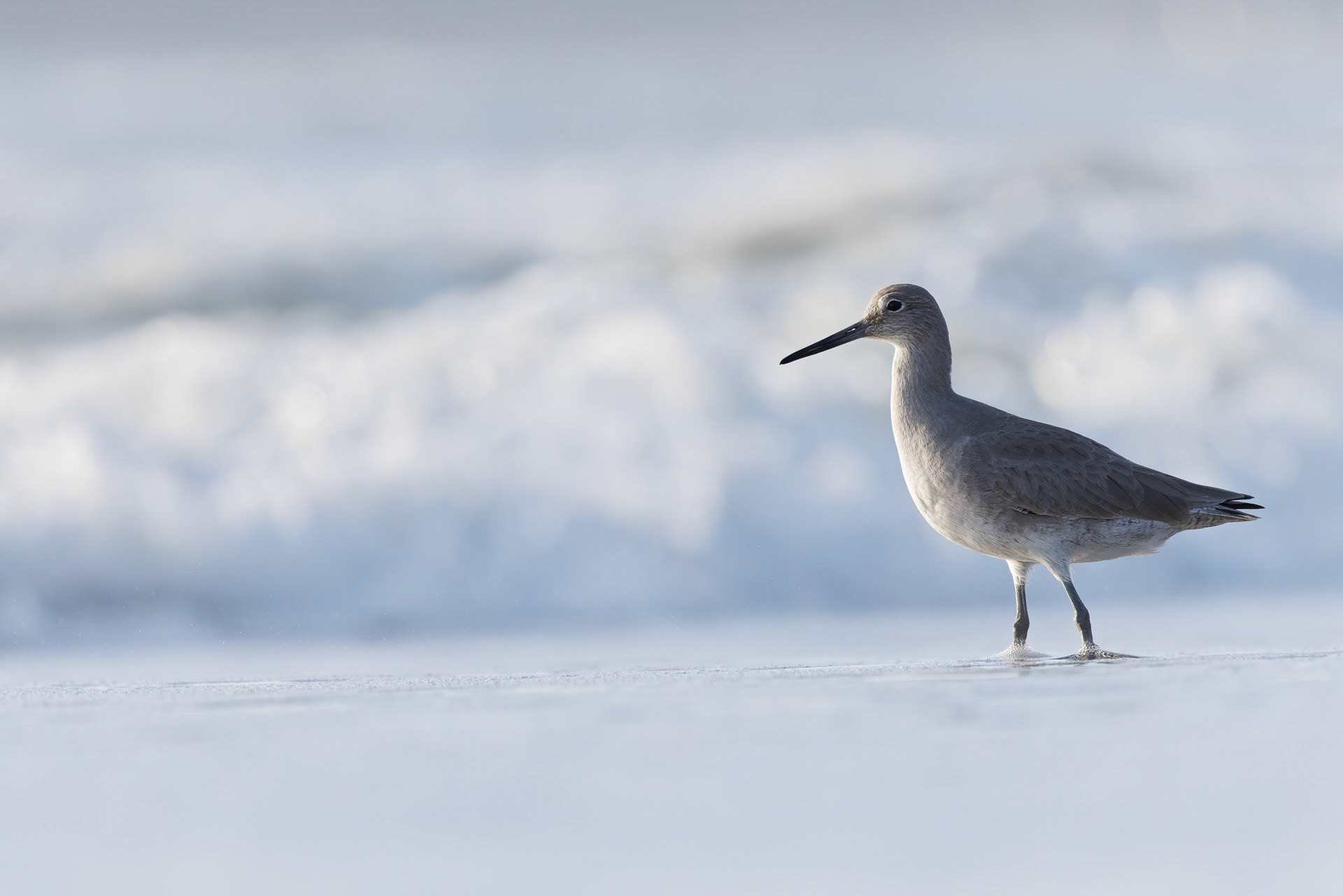 Willet