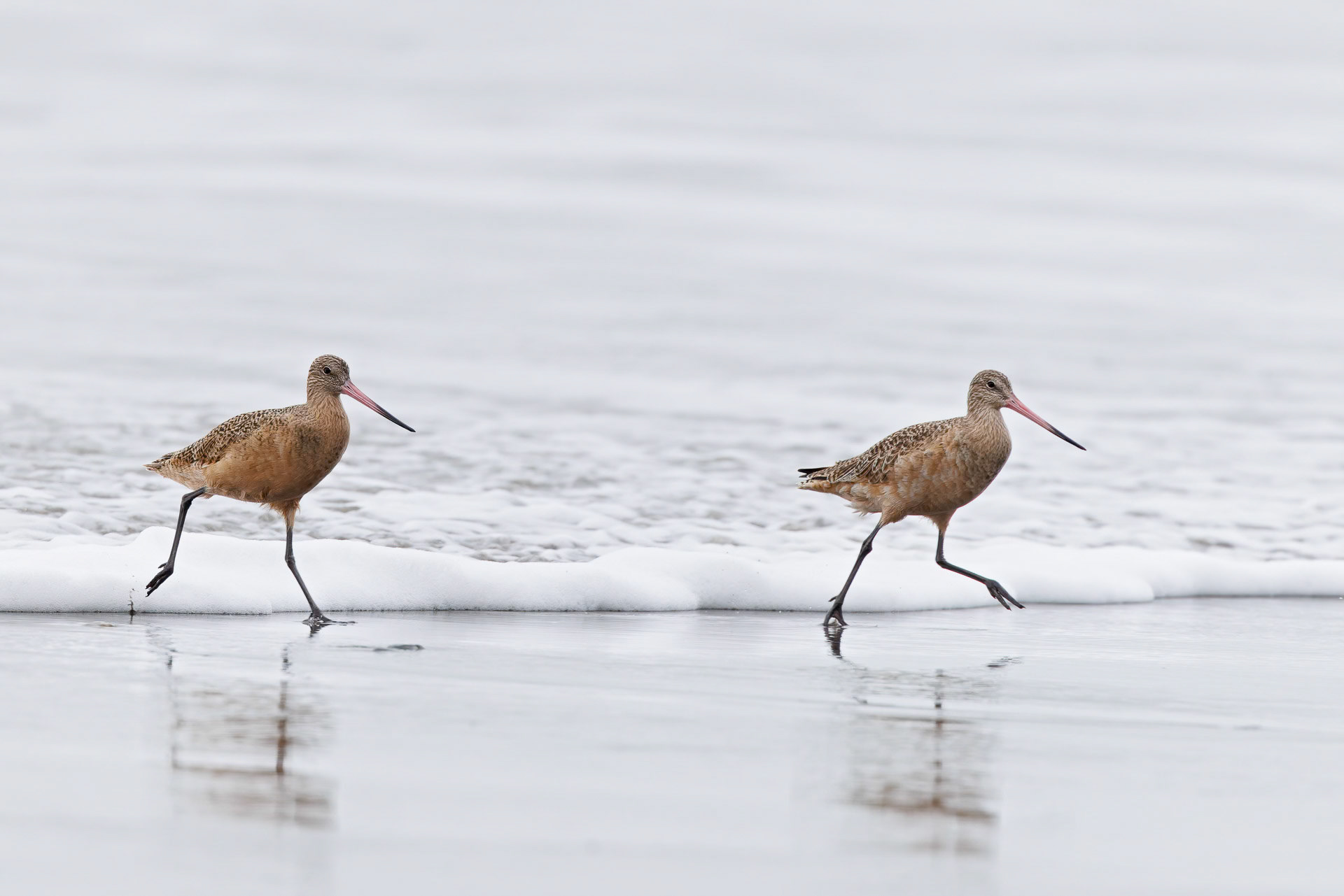 Marbled Godwit