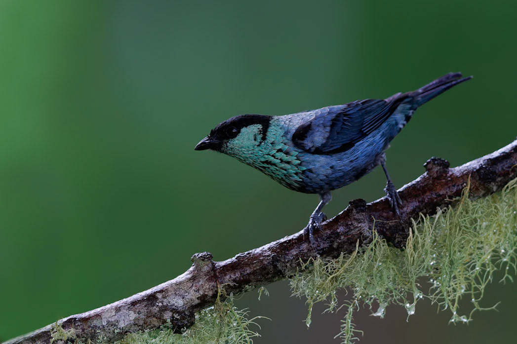 Black-capped Tanager