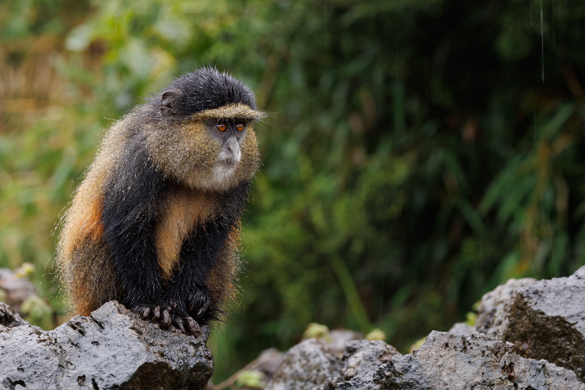 Golden Monkey