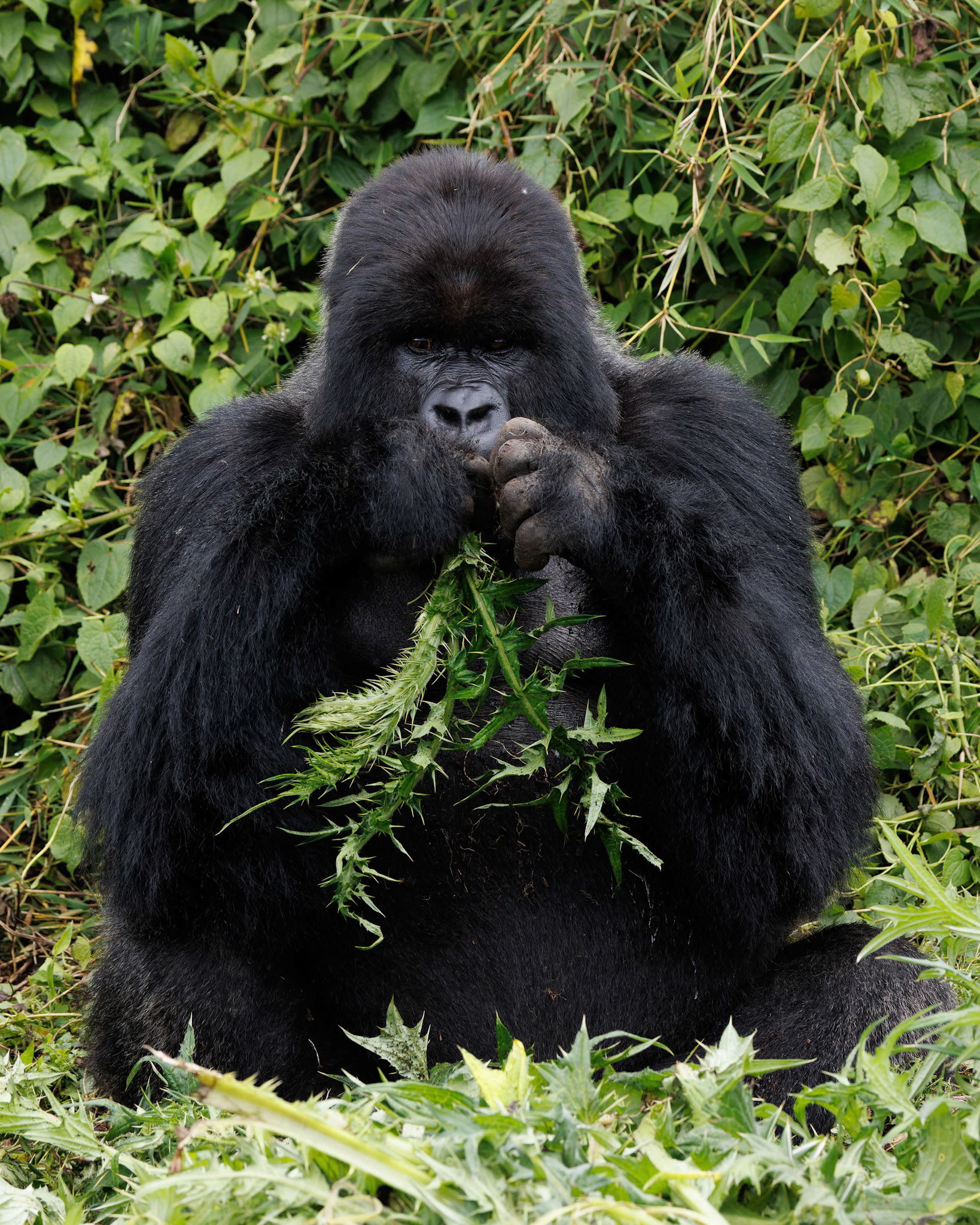 Amahoro Group