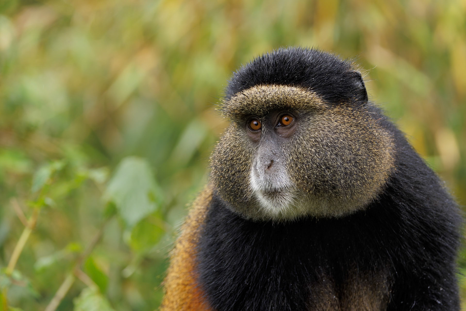 Golden Monkey