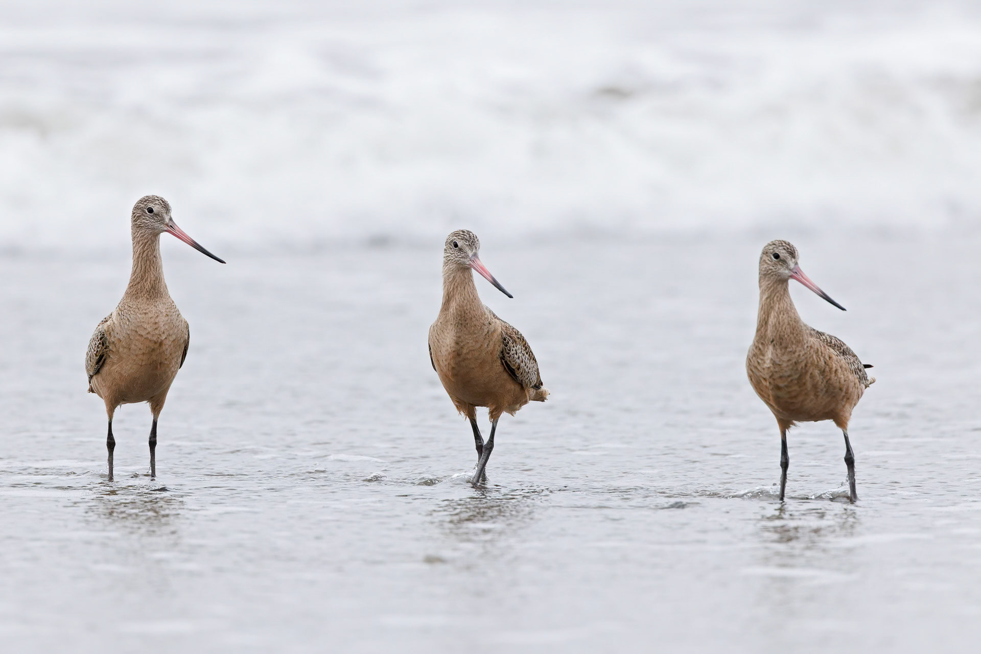 Marbled Godwit