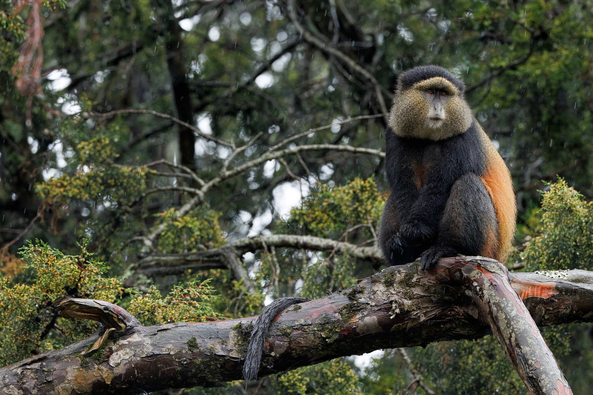 Golden Monkey