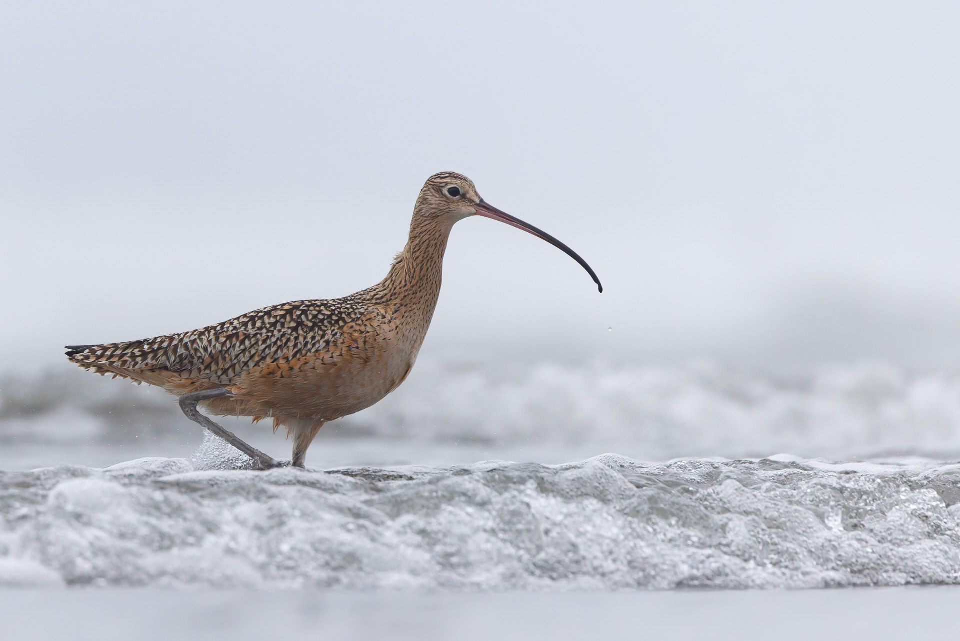 Long-billed Curlew