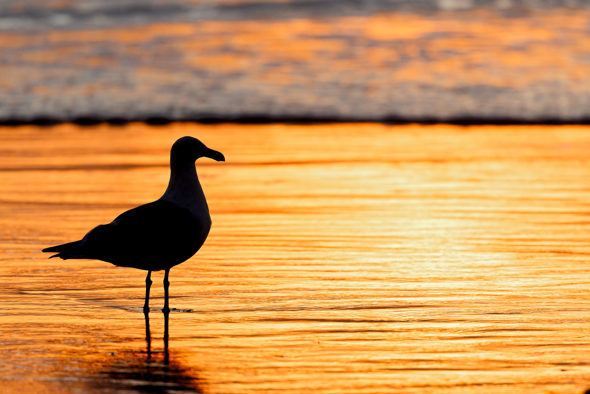 Western Gull