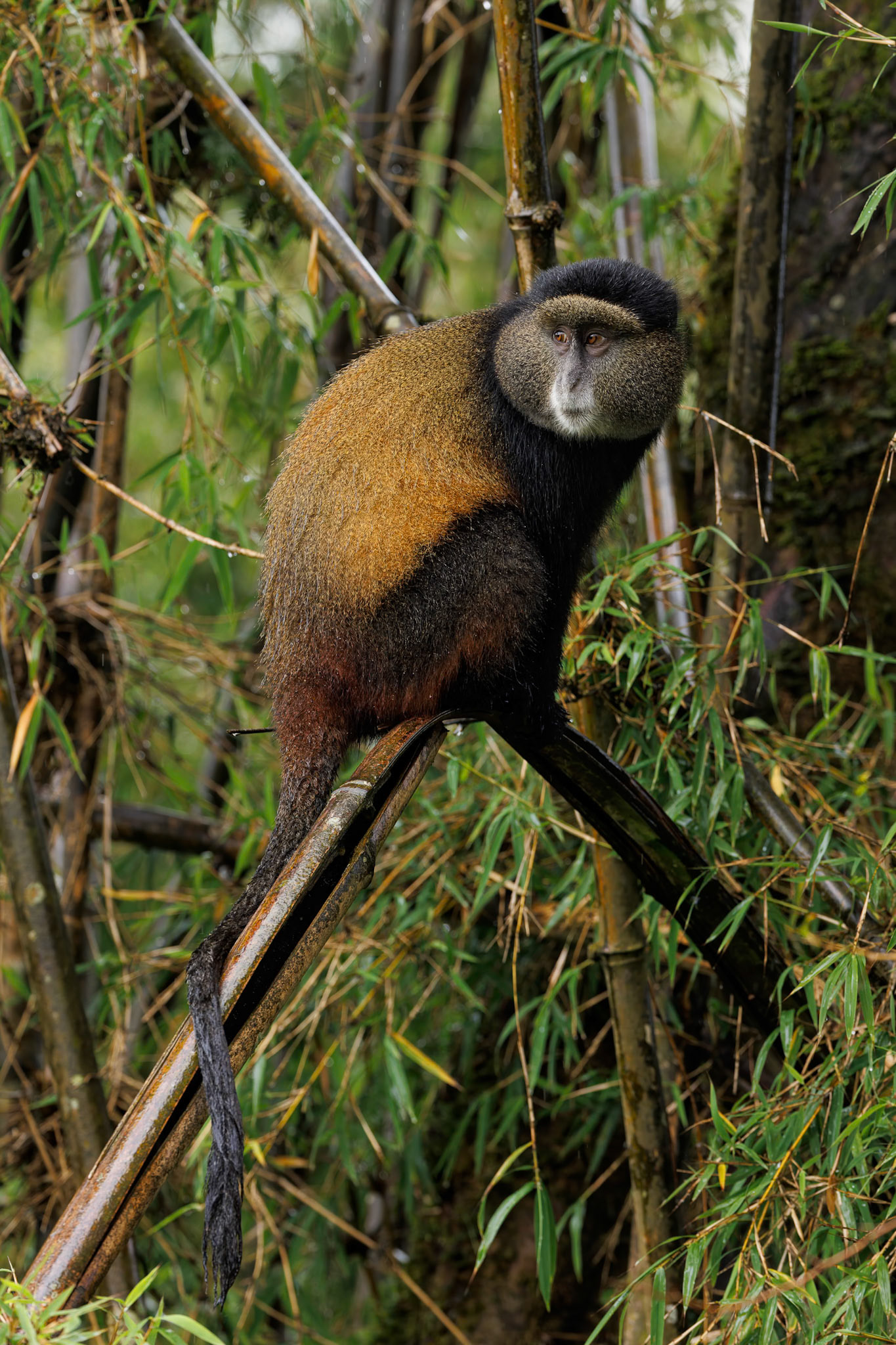 Golden Monkey