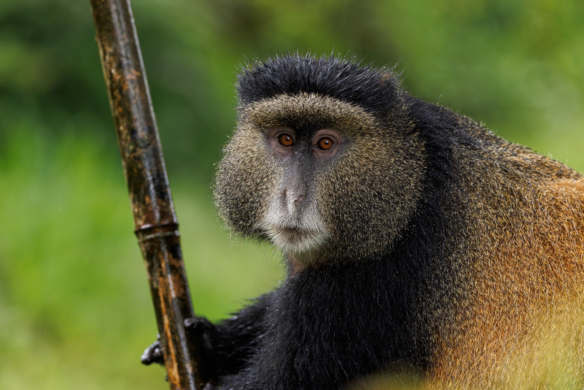 Golden Monkey