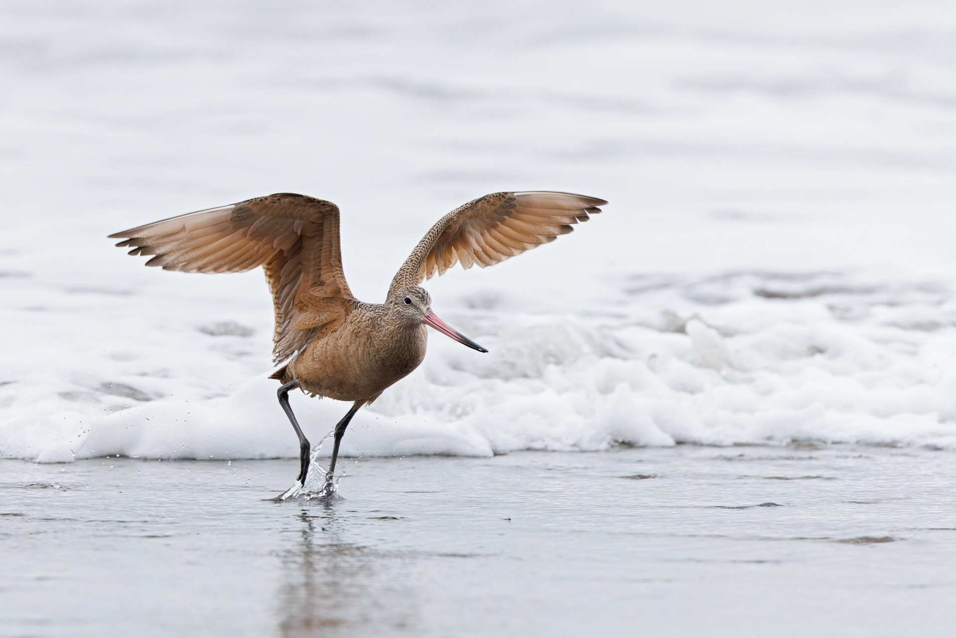 Marbled Godwit