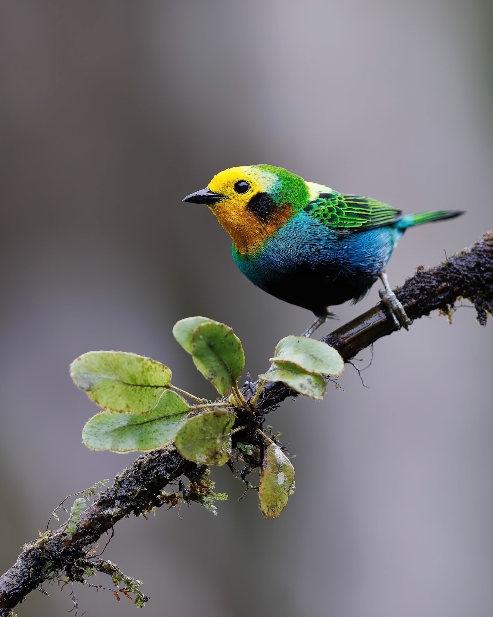 Multicoloured Tanager