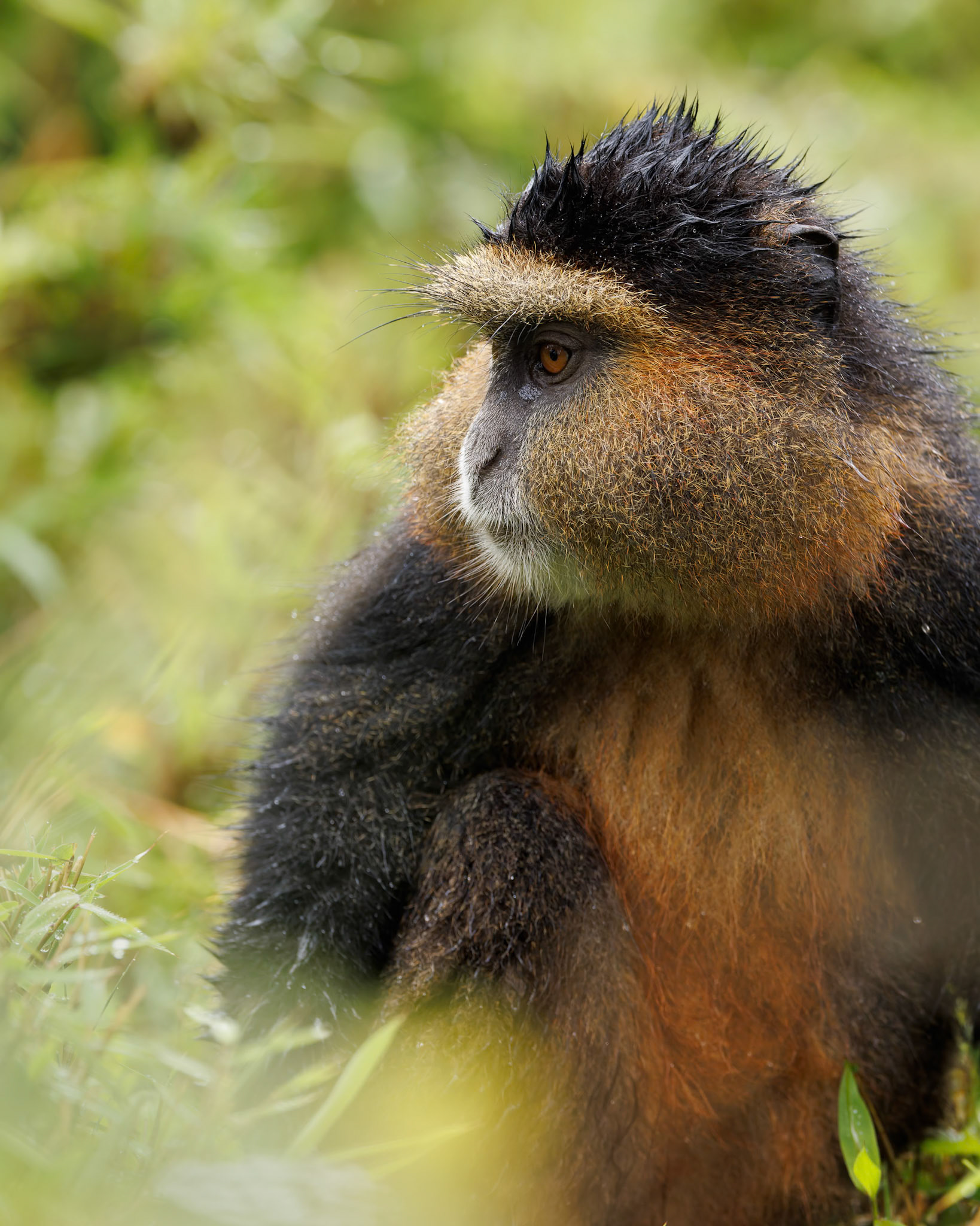 Golden Monkey