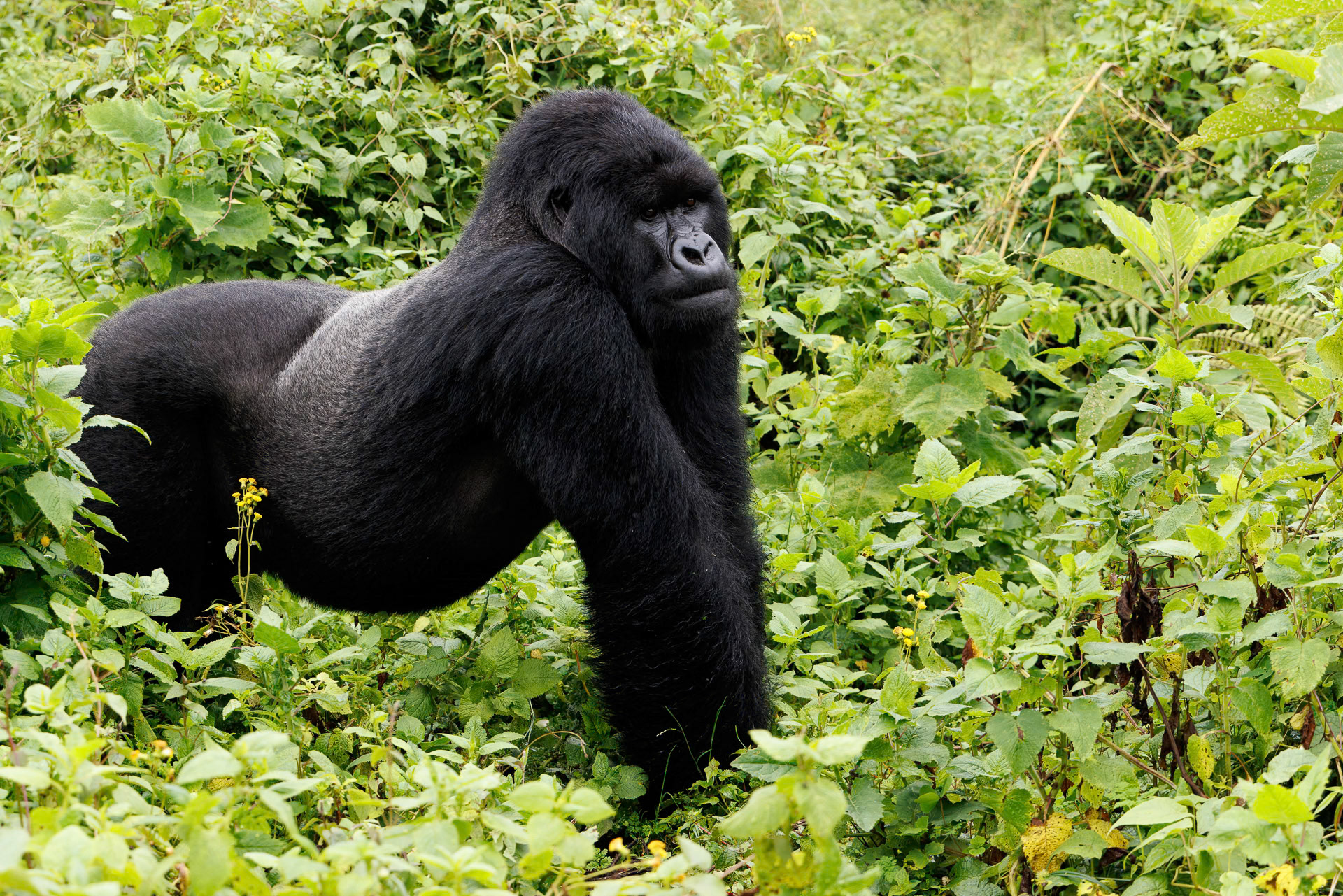 Hirwa Group