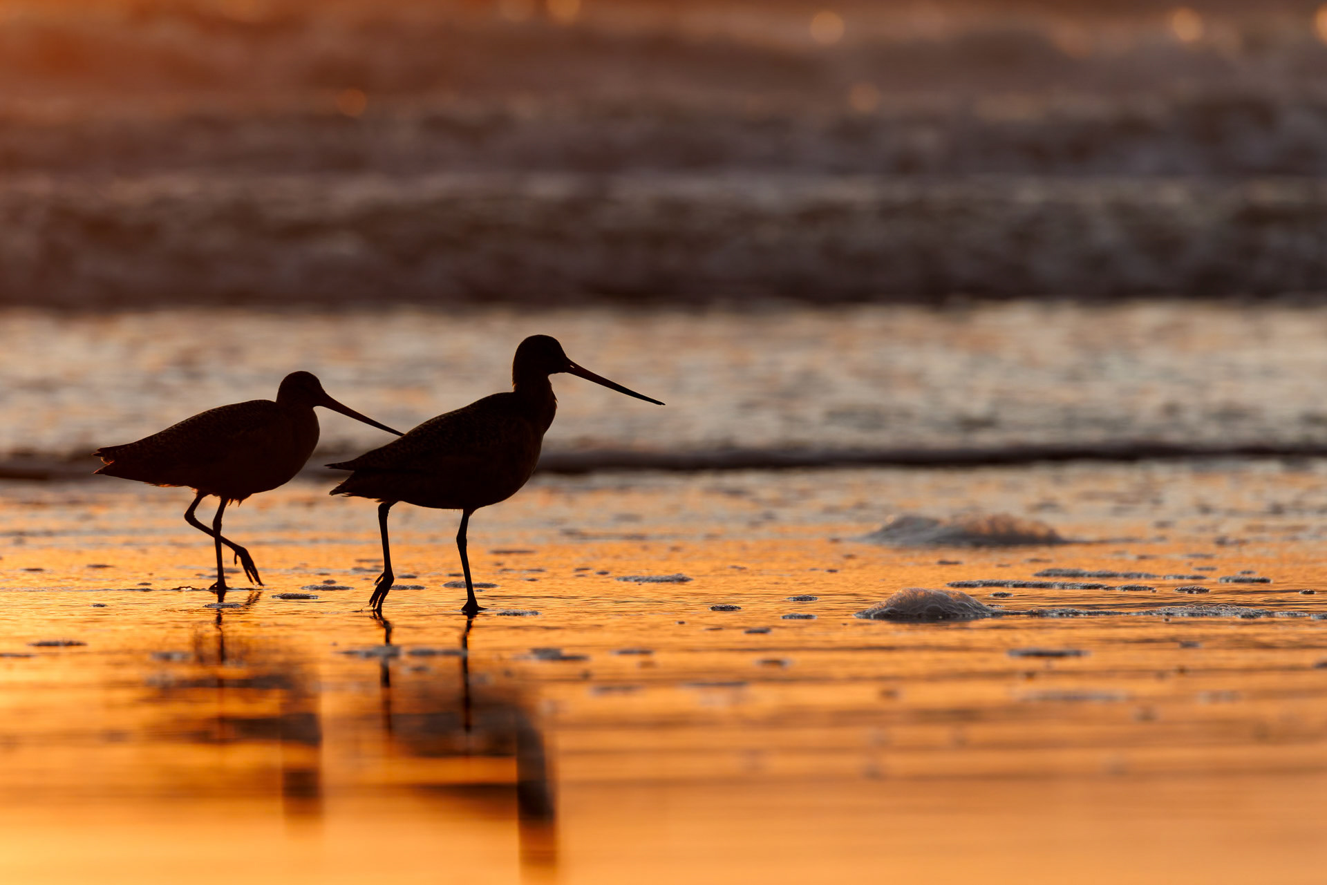 Marbled Godwit