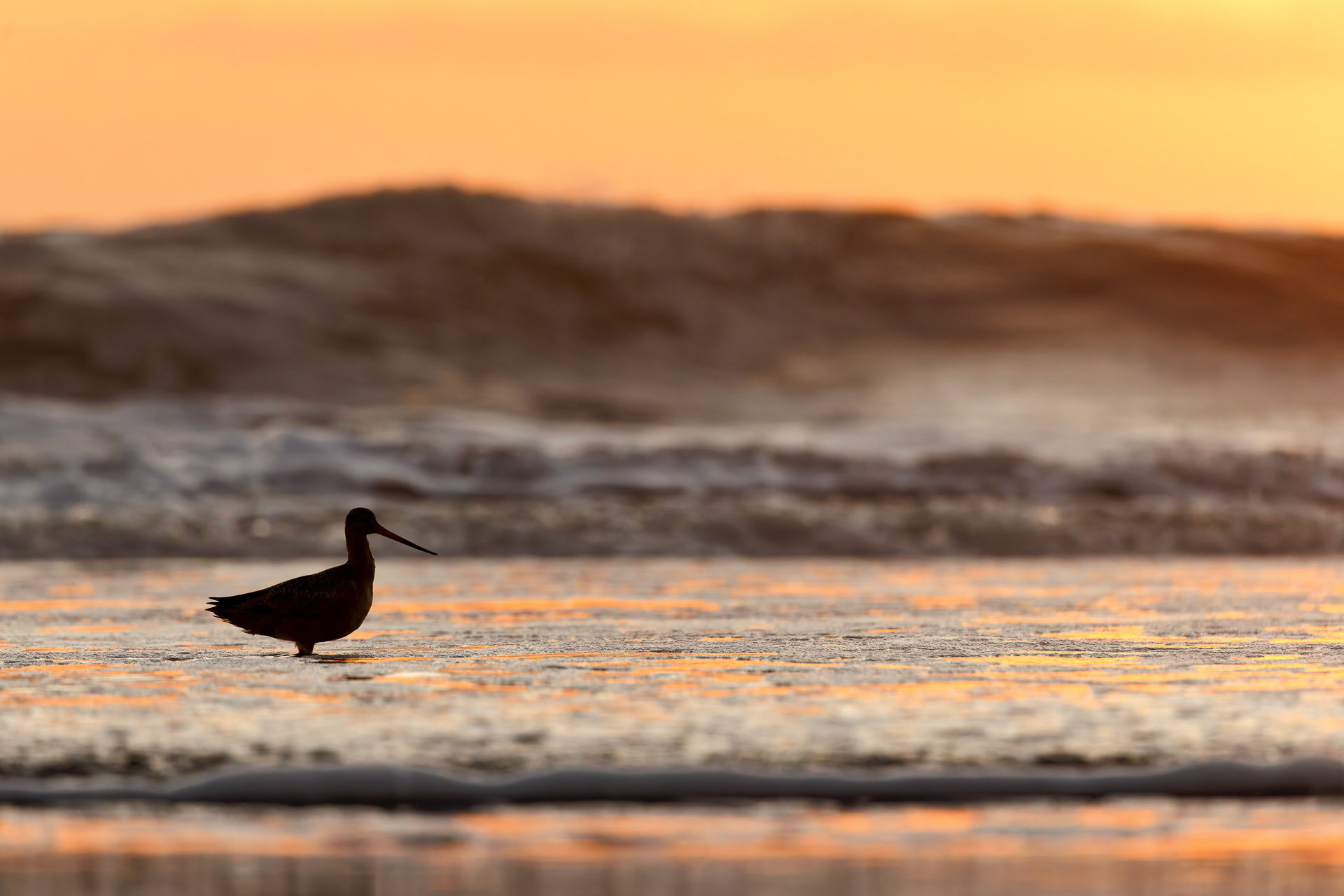 Marbled Godwit
