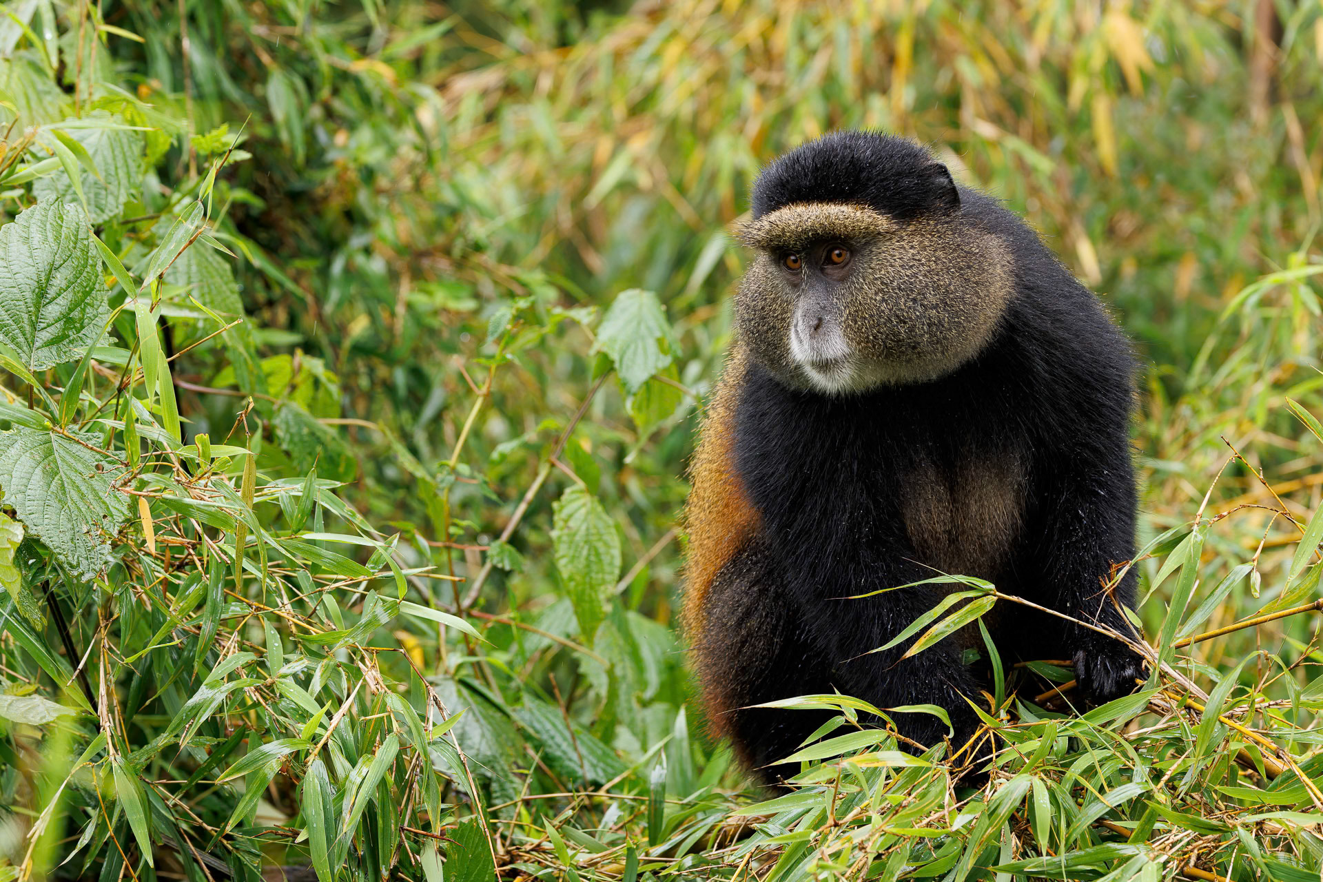 Golden Monkey