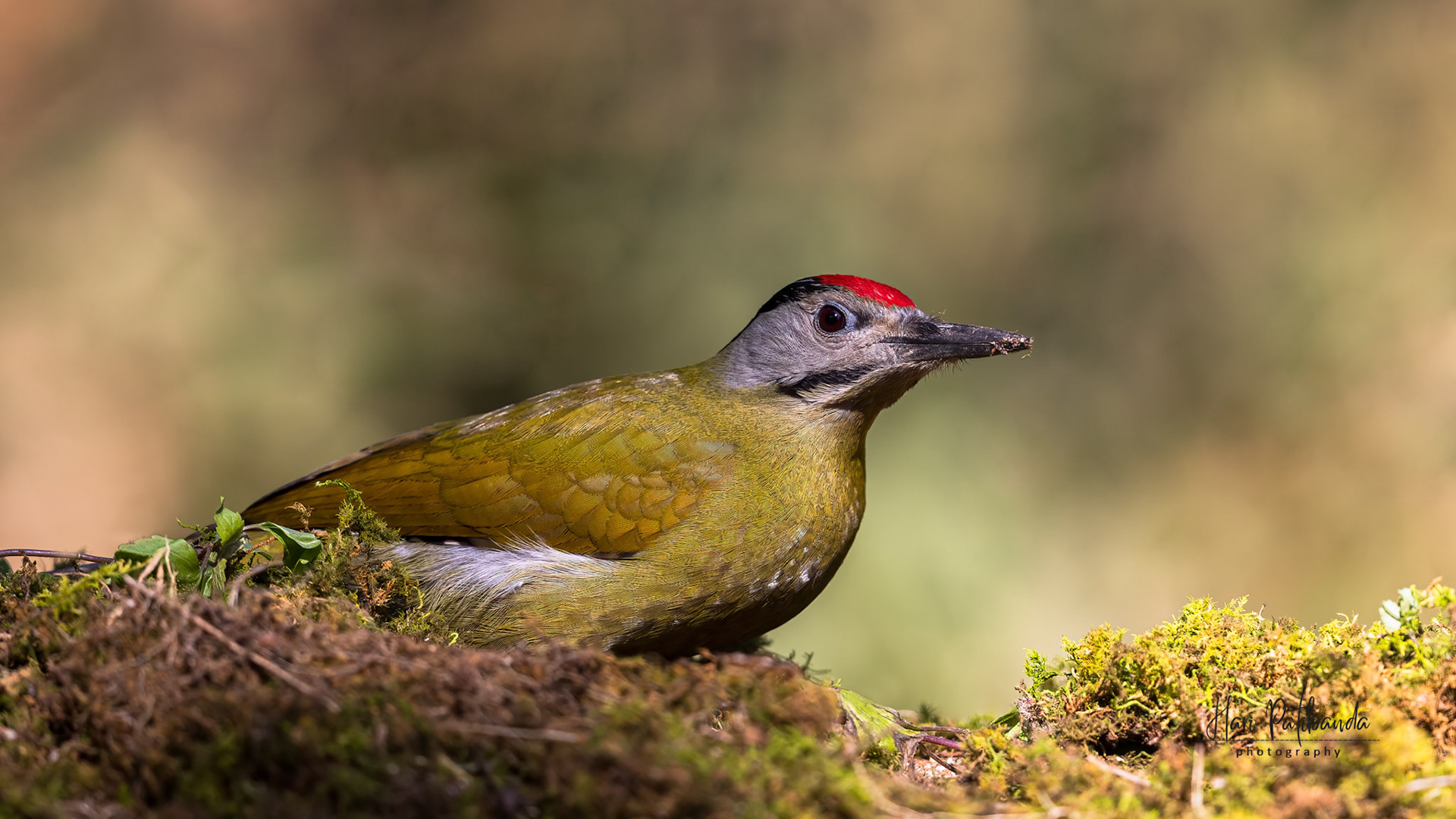 Grey Headed Woodpecker
