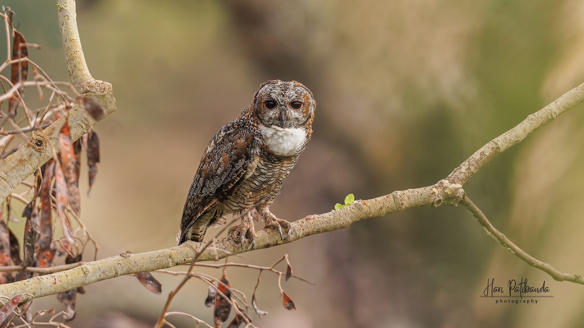 Mottled Wood Owl