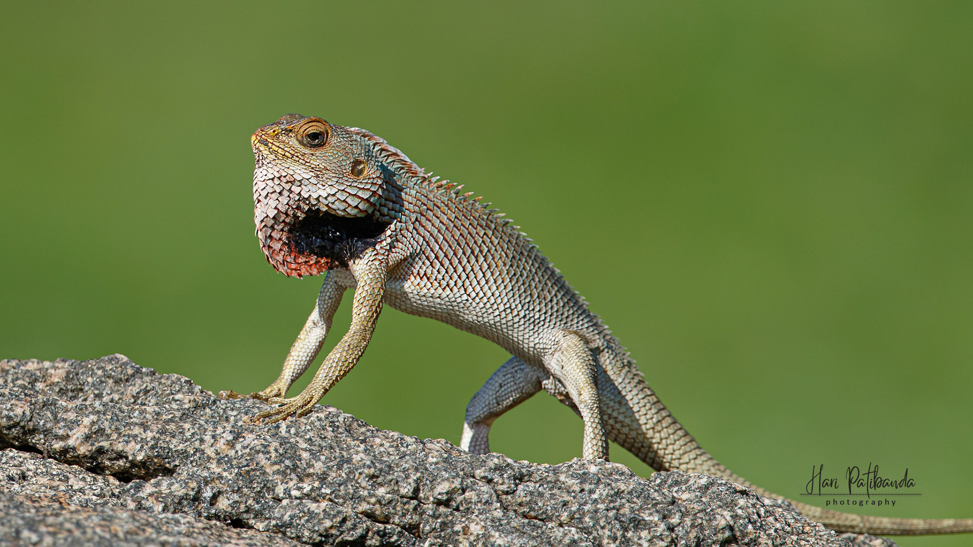 Oriental Garden Lizard