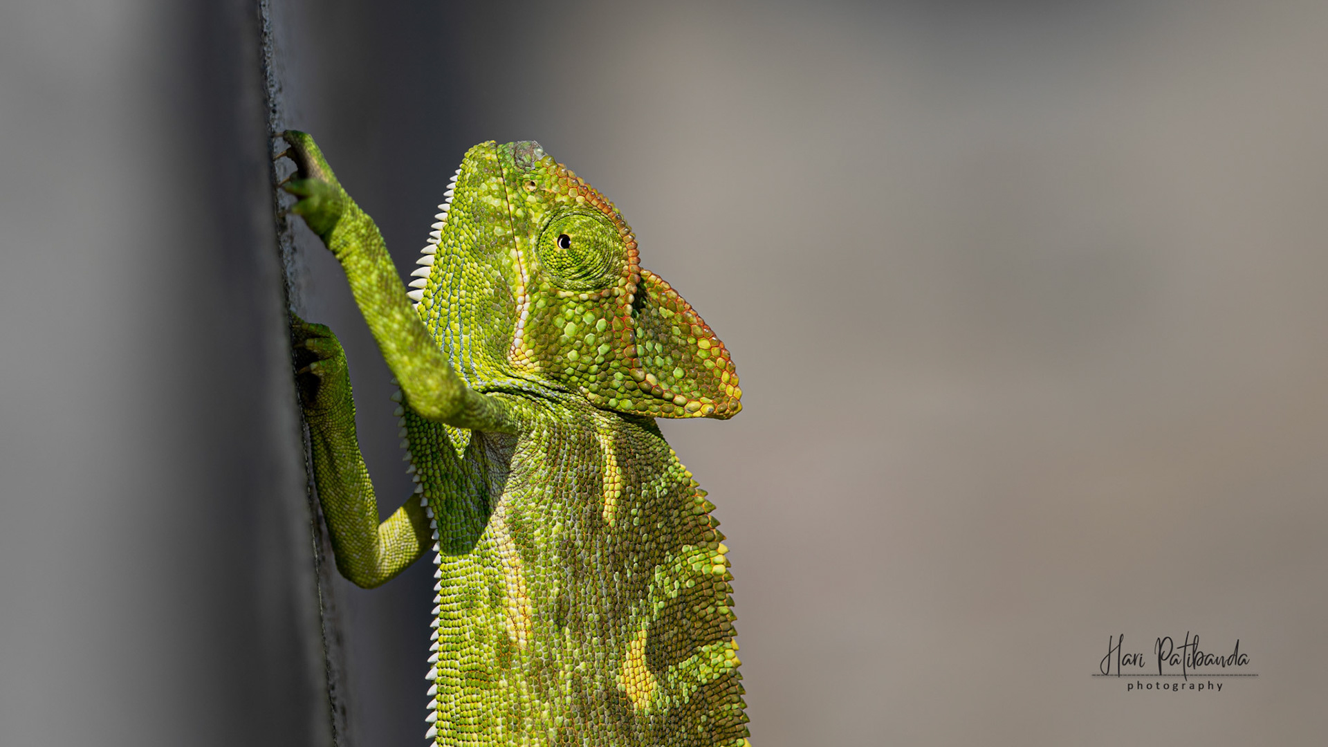 Indian Chameleon