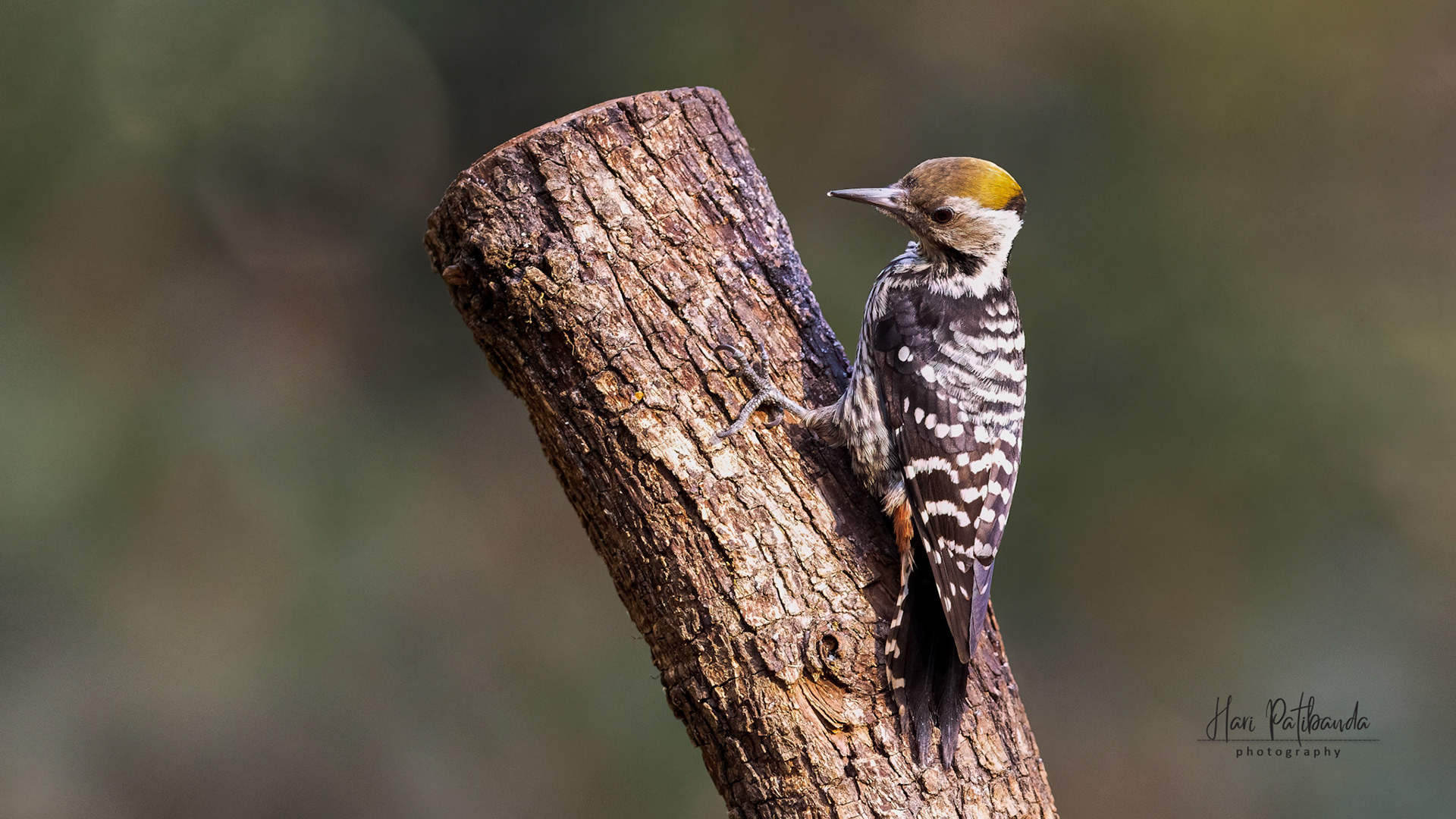 Brown Fronted Woodpecker