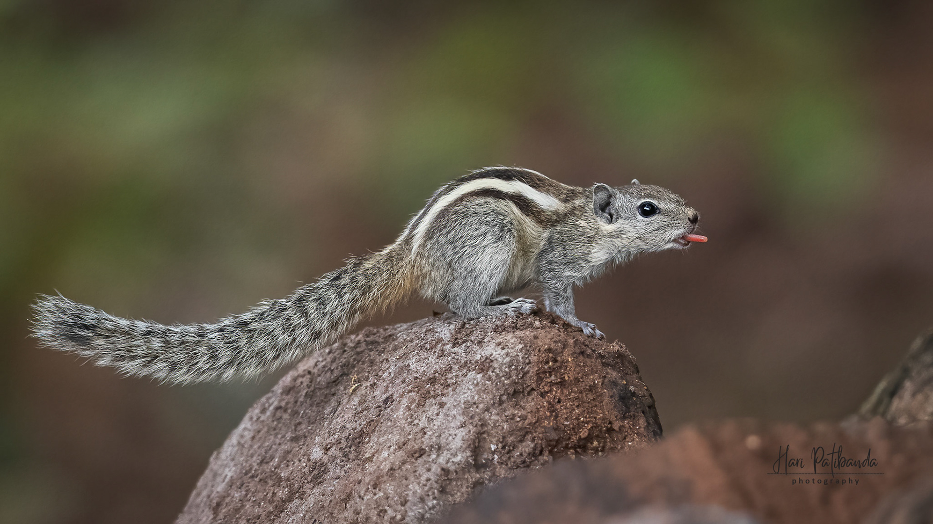 A Cheeky Indian Palm Squirrel