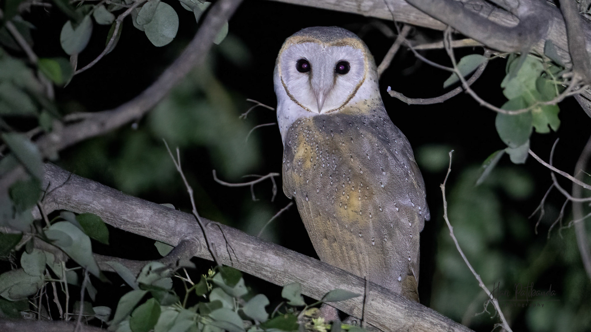 Barn Owl
