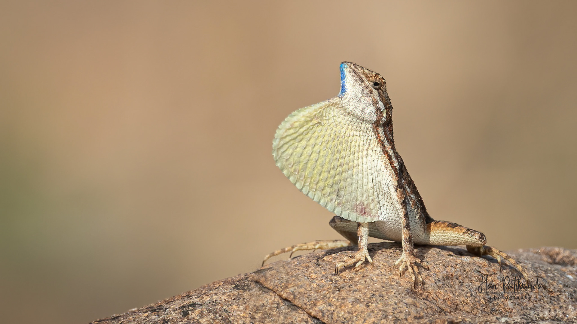 Fan Throated Lizard