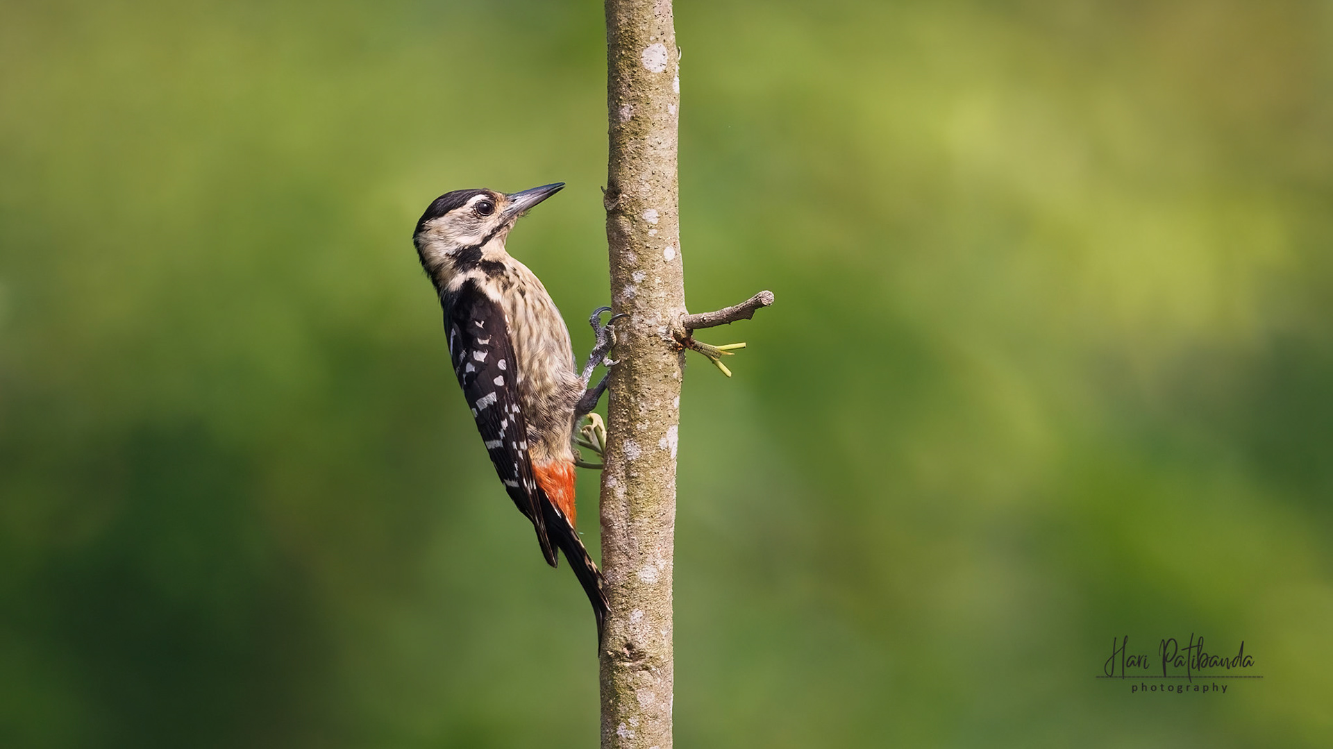 Fulvous Breasted Woodpecker