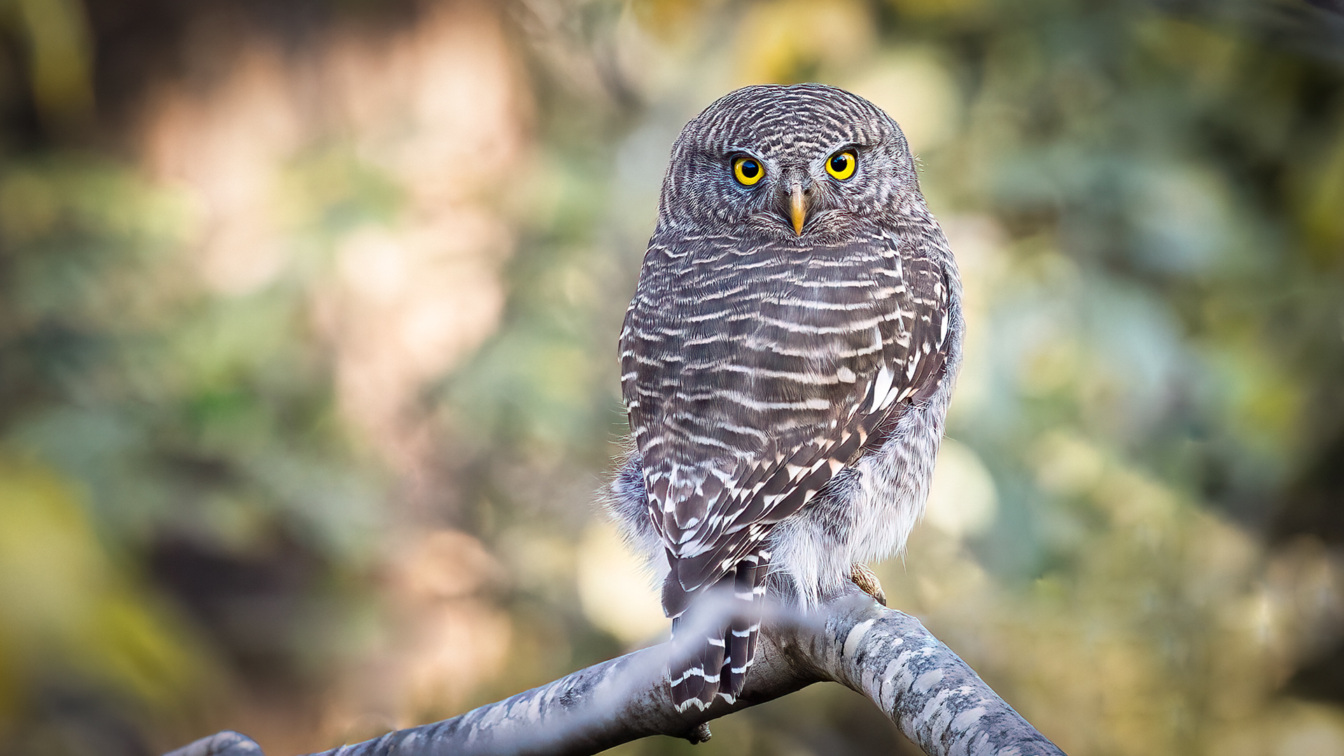 Asian Barred Owlet