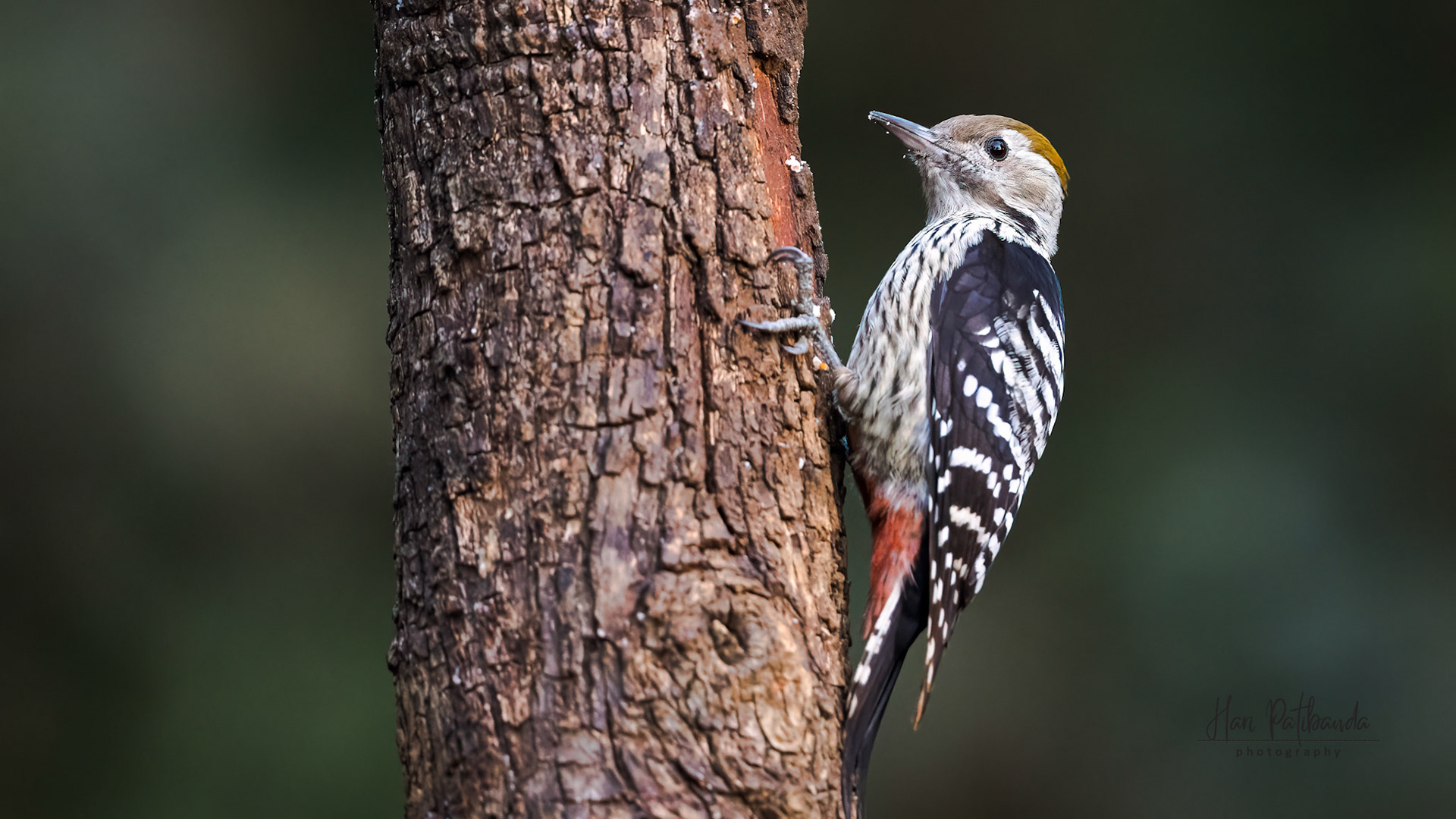 Brown Fronted Woodpecker