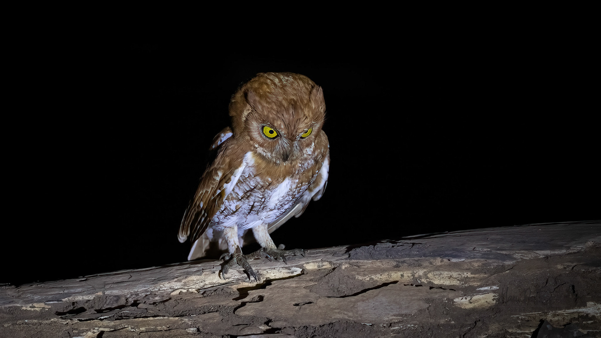 Oriental Scops Owl