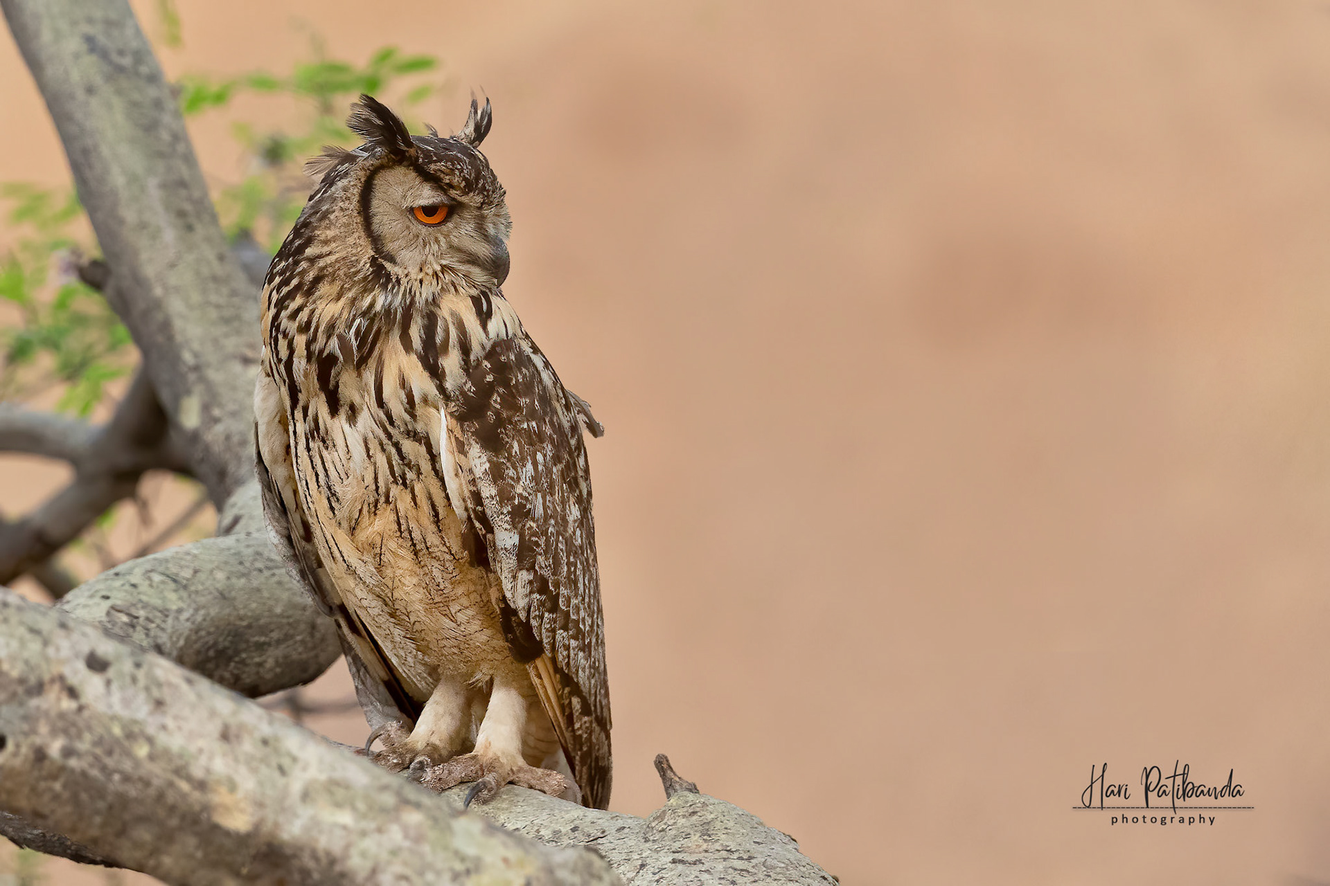 Indian Eagle Owl