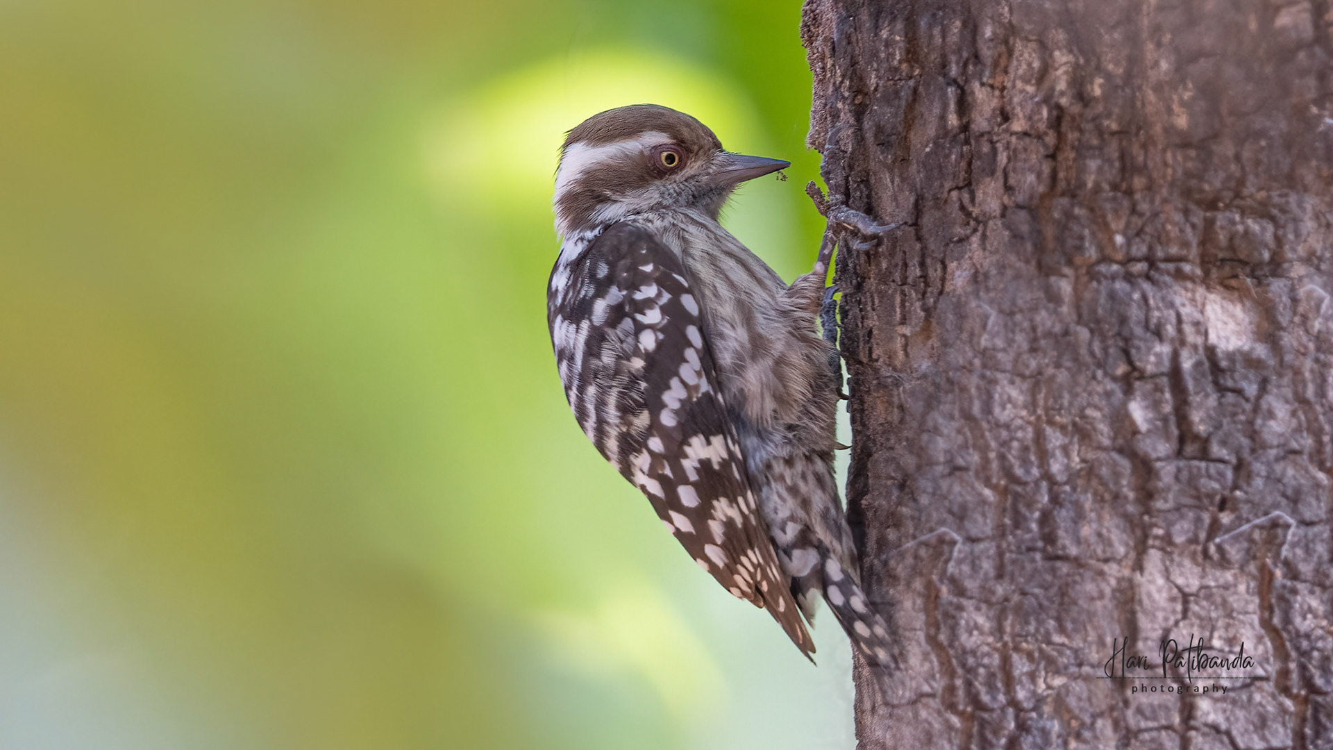 Brown Capped Pygmy Woodpecker