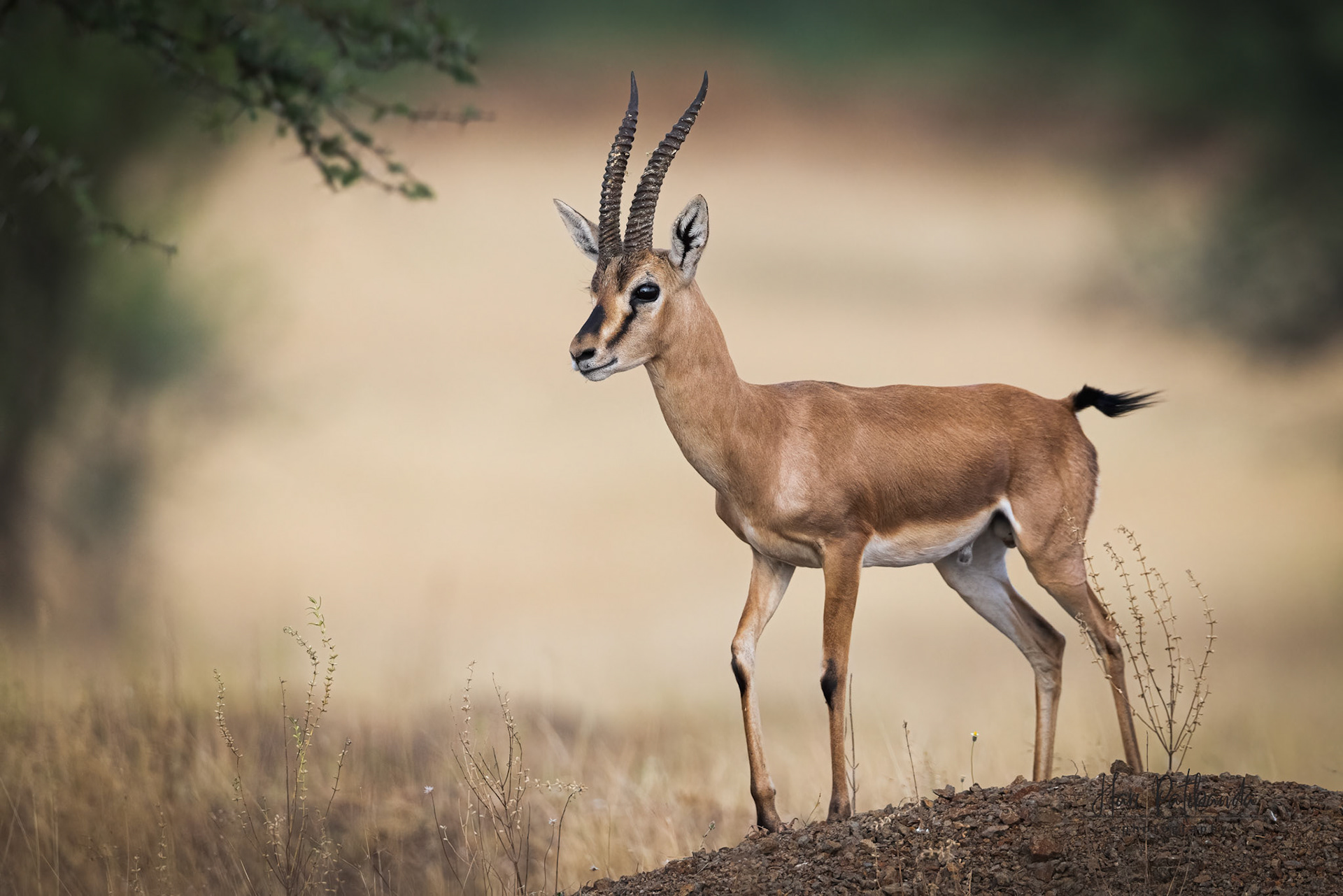 Chinkara or Indian Gazelle