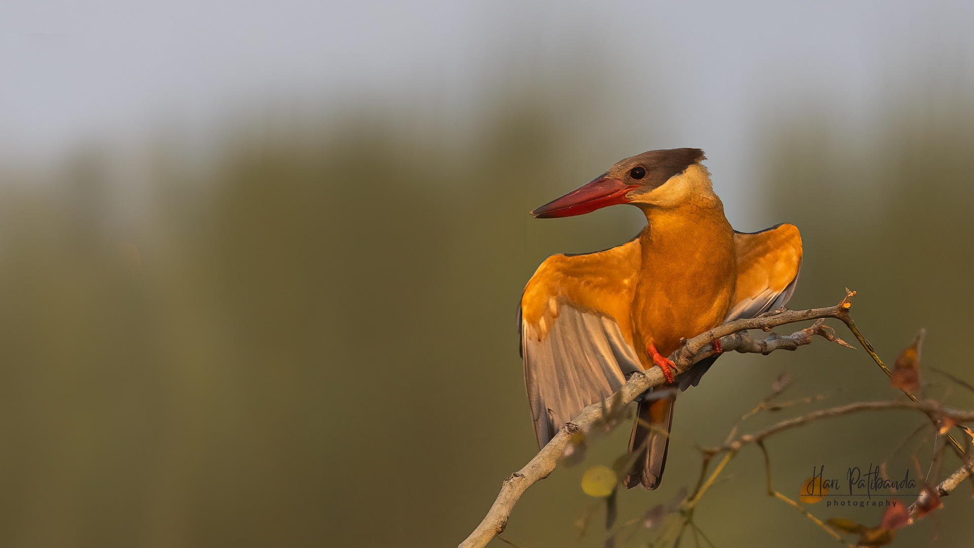Stork Billed Kingfisher