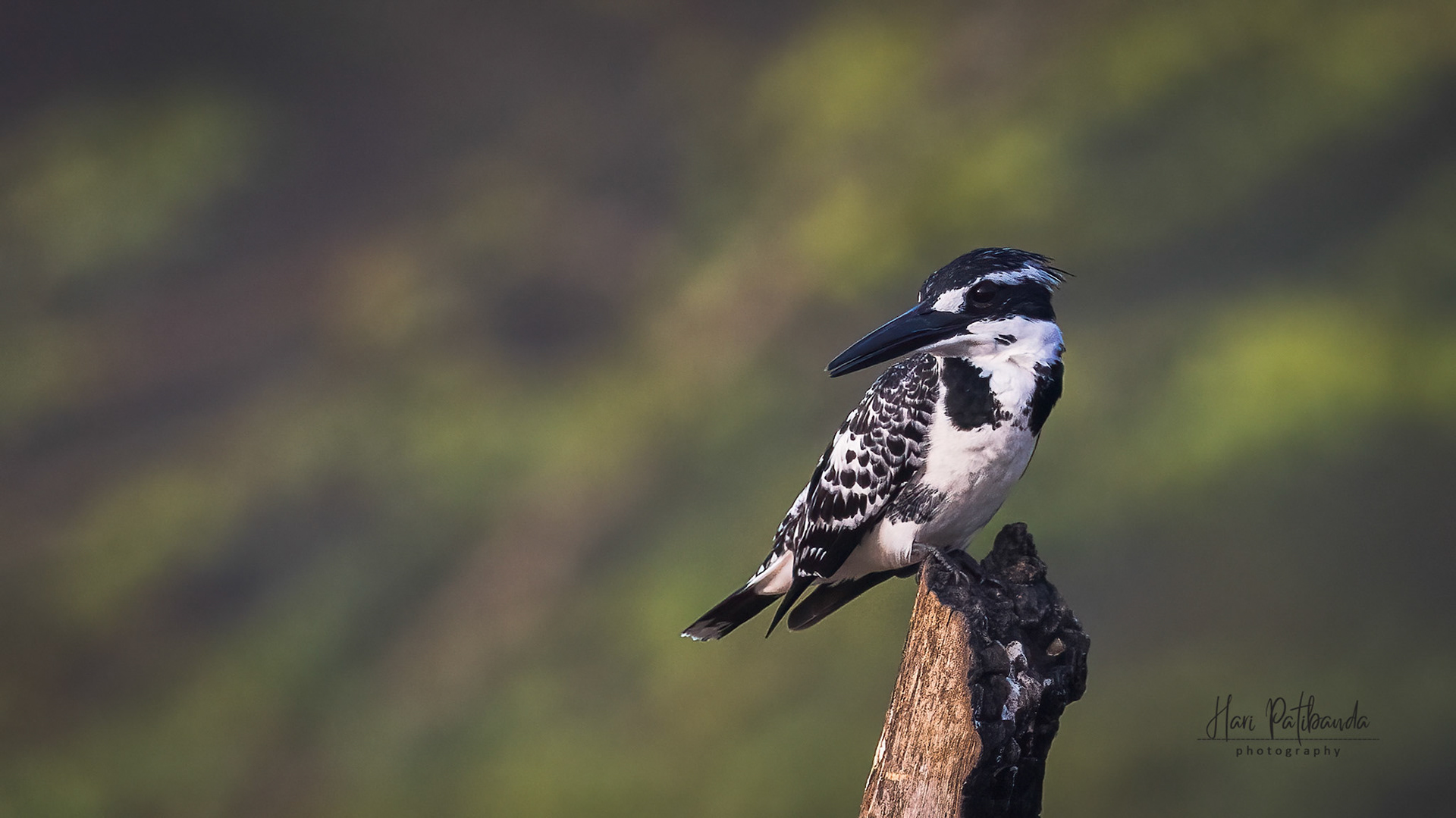 Pied Kingfisher