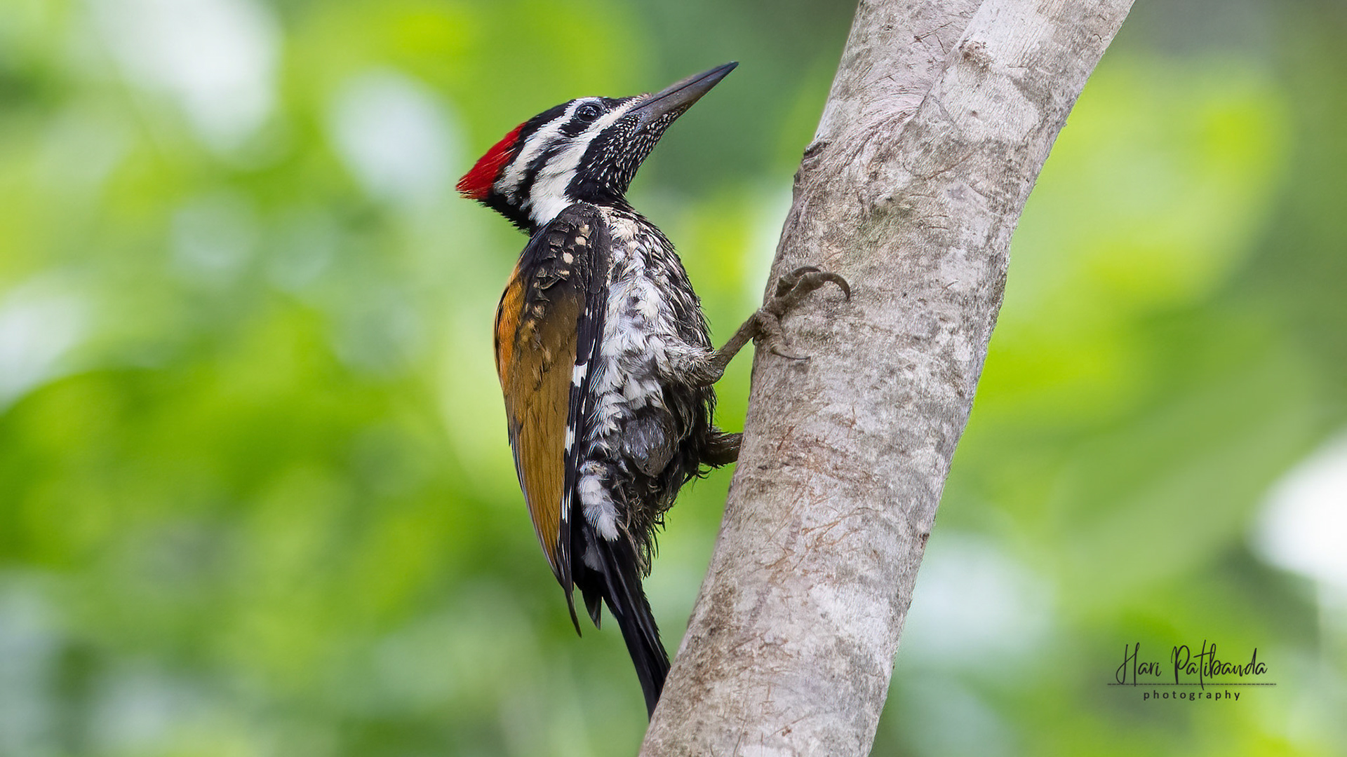 Black Rumped Flameback