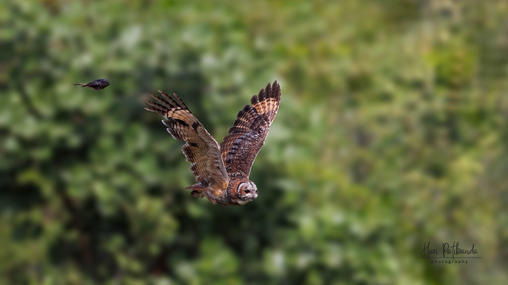 Mottled Wood Owl