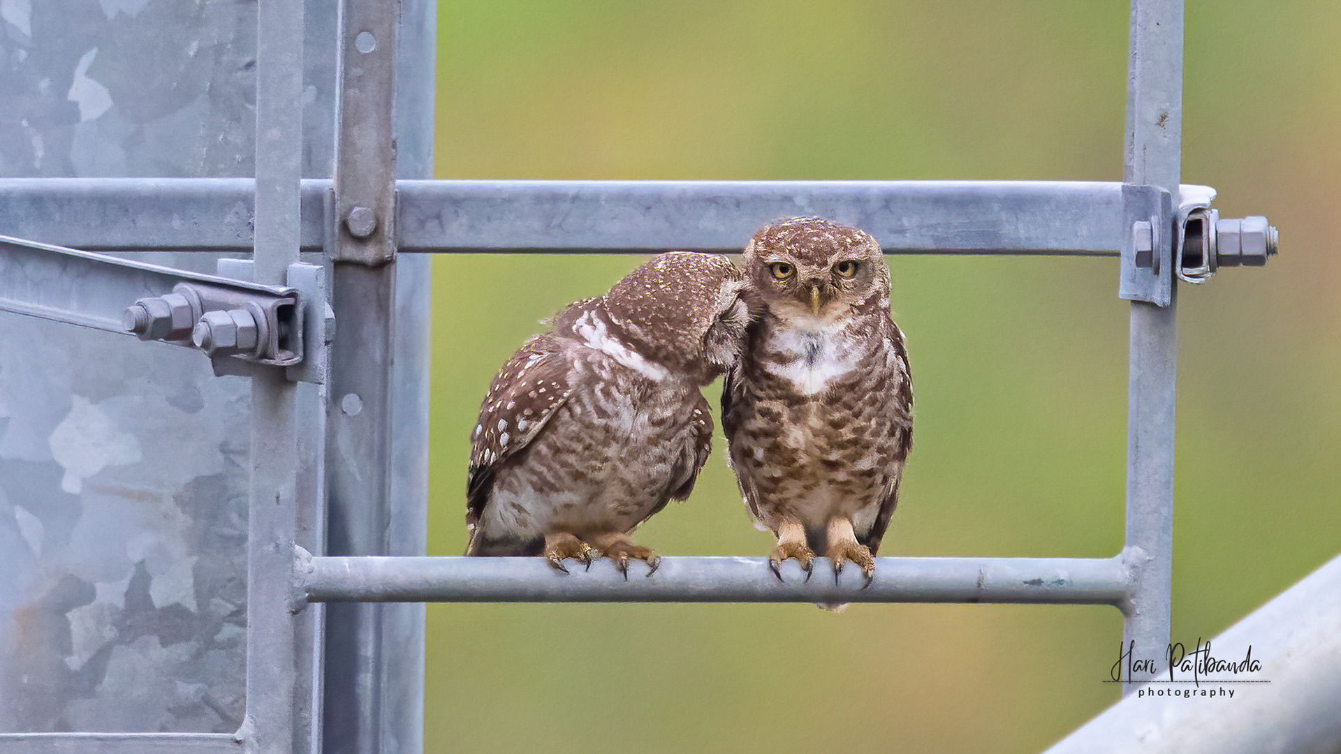 Spotted Owlet