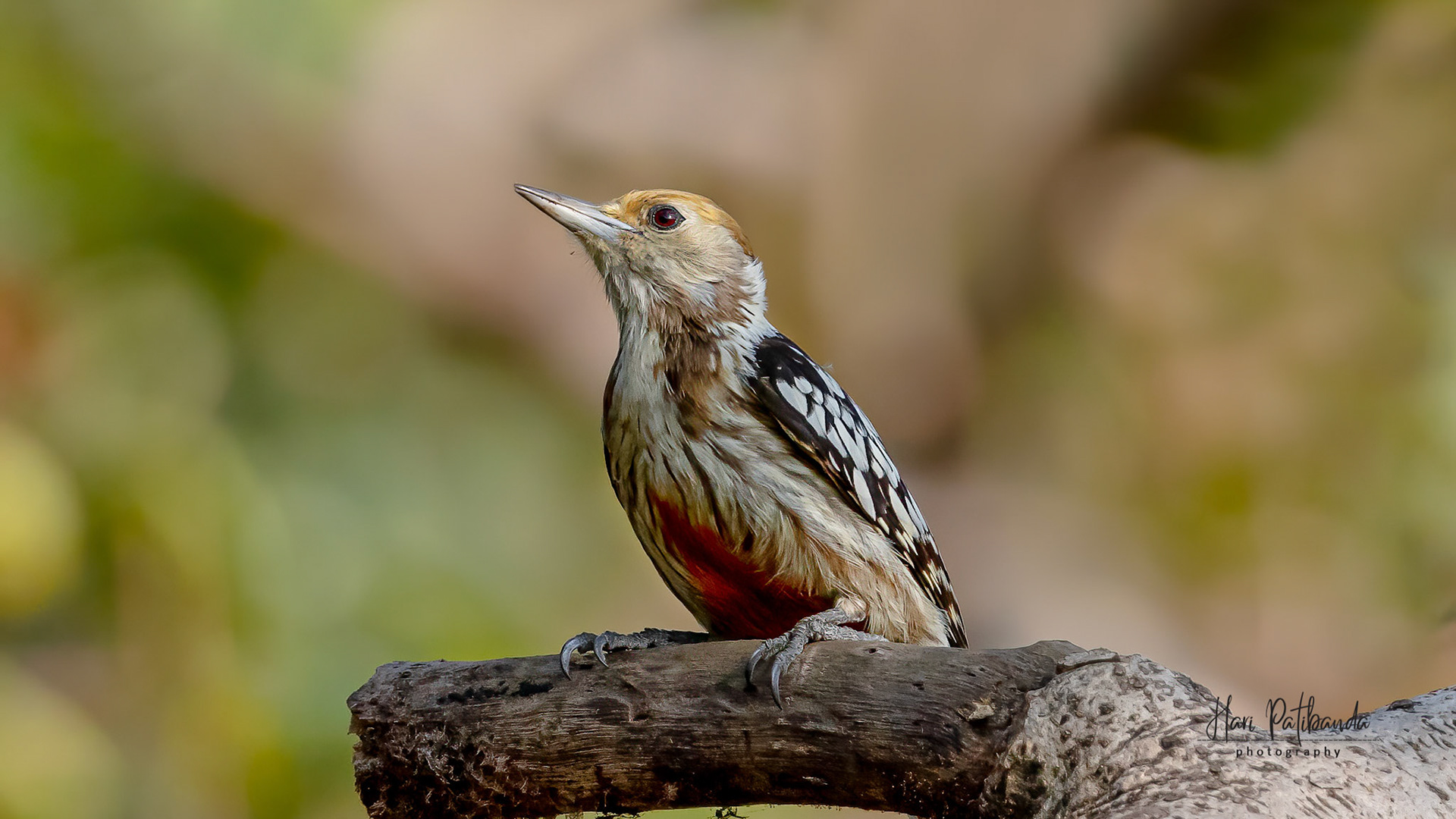 Yellow Crowned Woodpecker