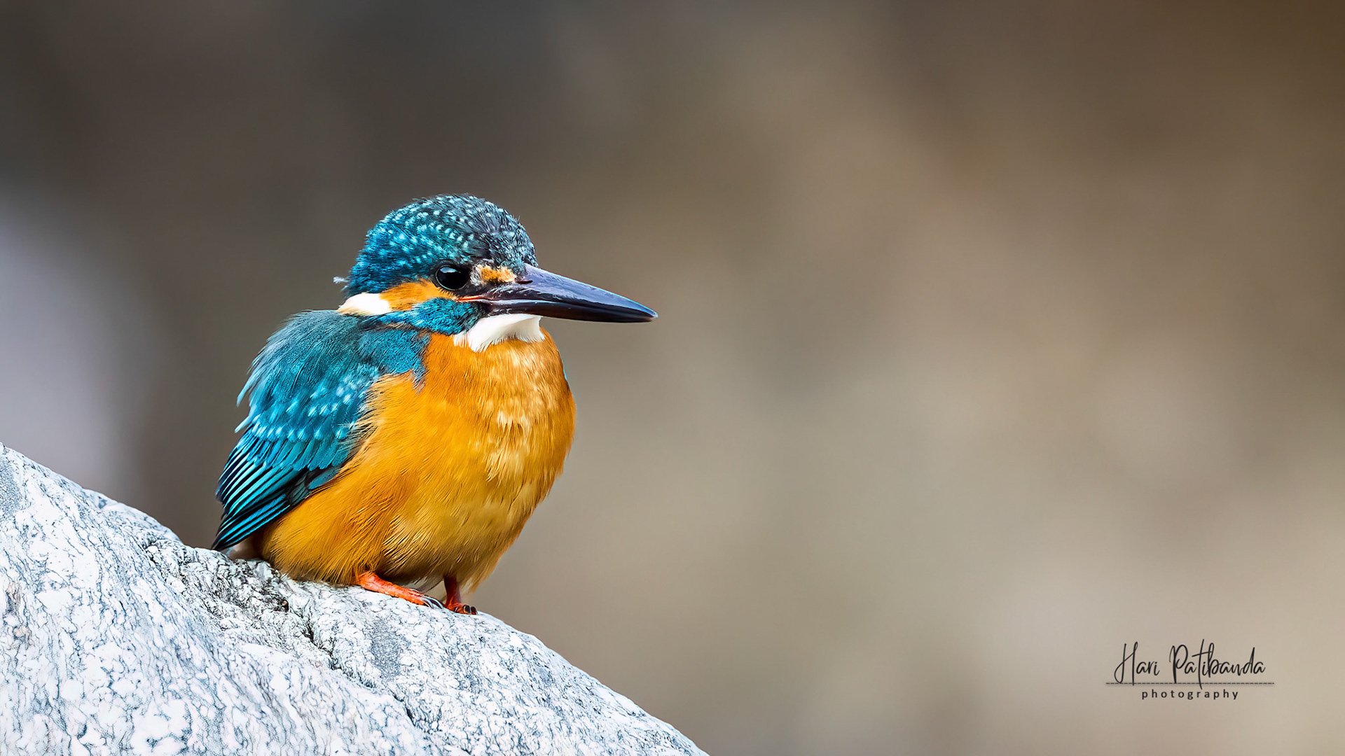 Common Kingfisher