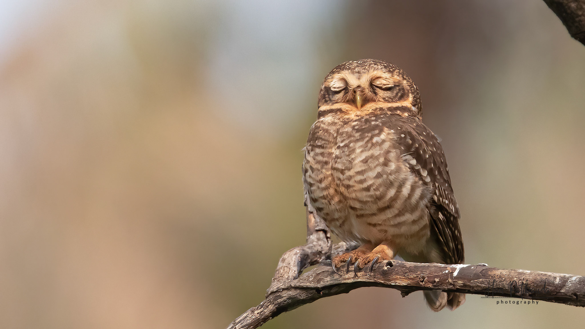 Spotted Owlet