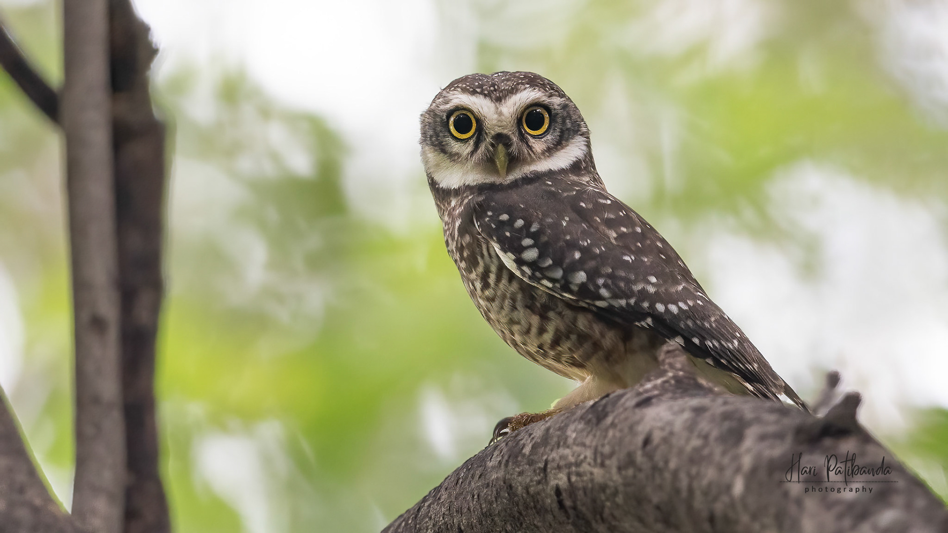 Spotted Owlet