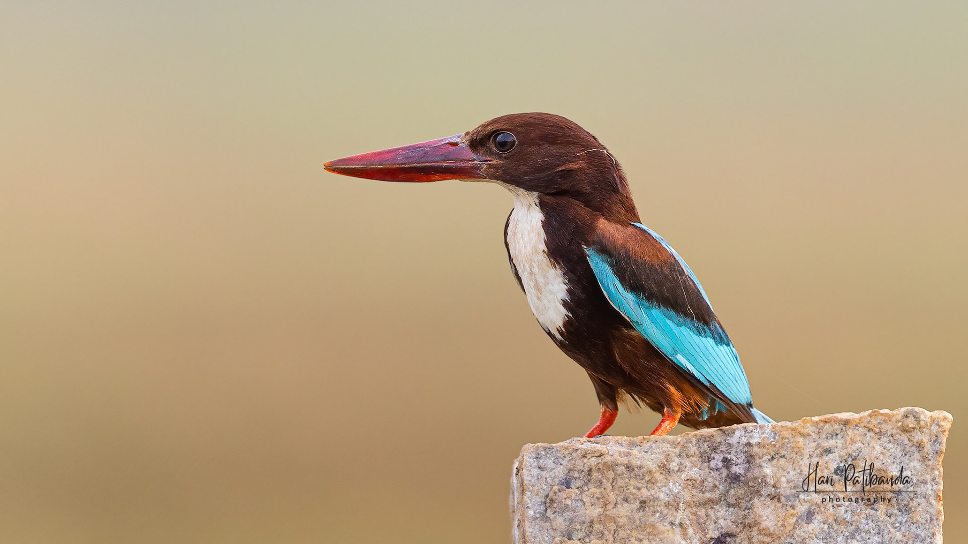 White Throated Kingfisher