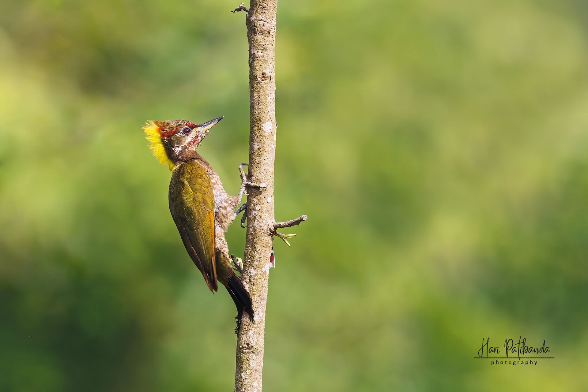 Lesser Yellownape Woodpecker