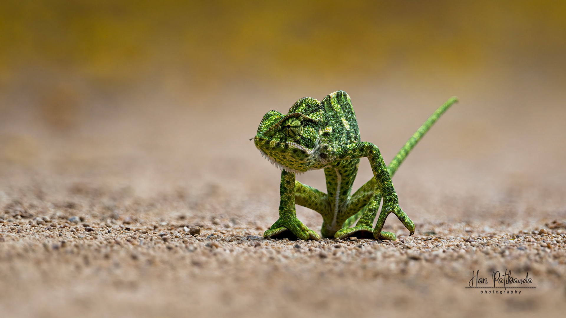 Indian Chameleon