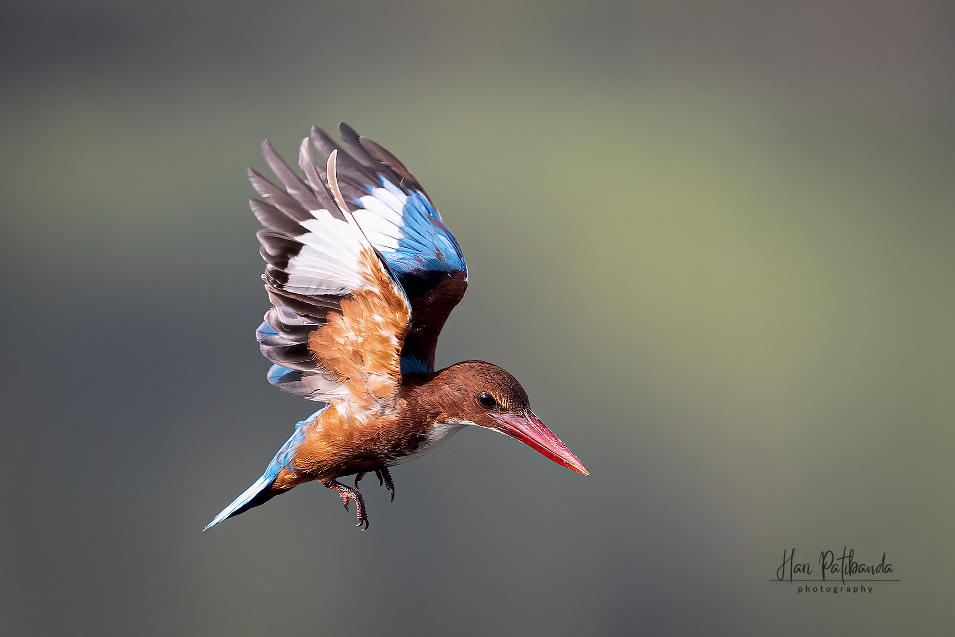 White Throated Kingfisher