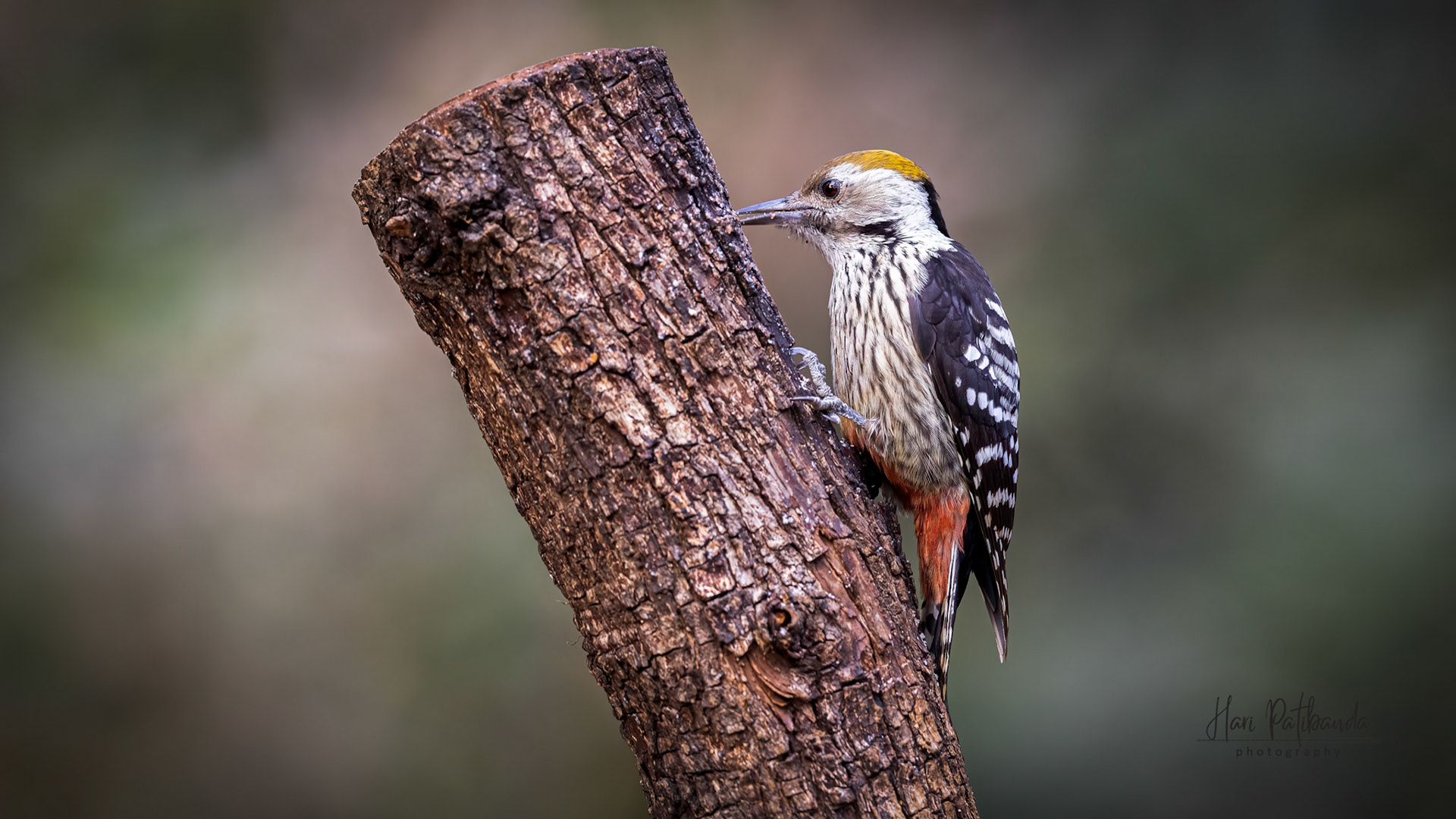Brown Fronted Woodpecker