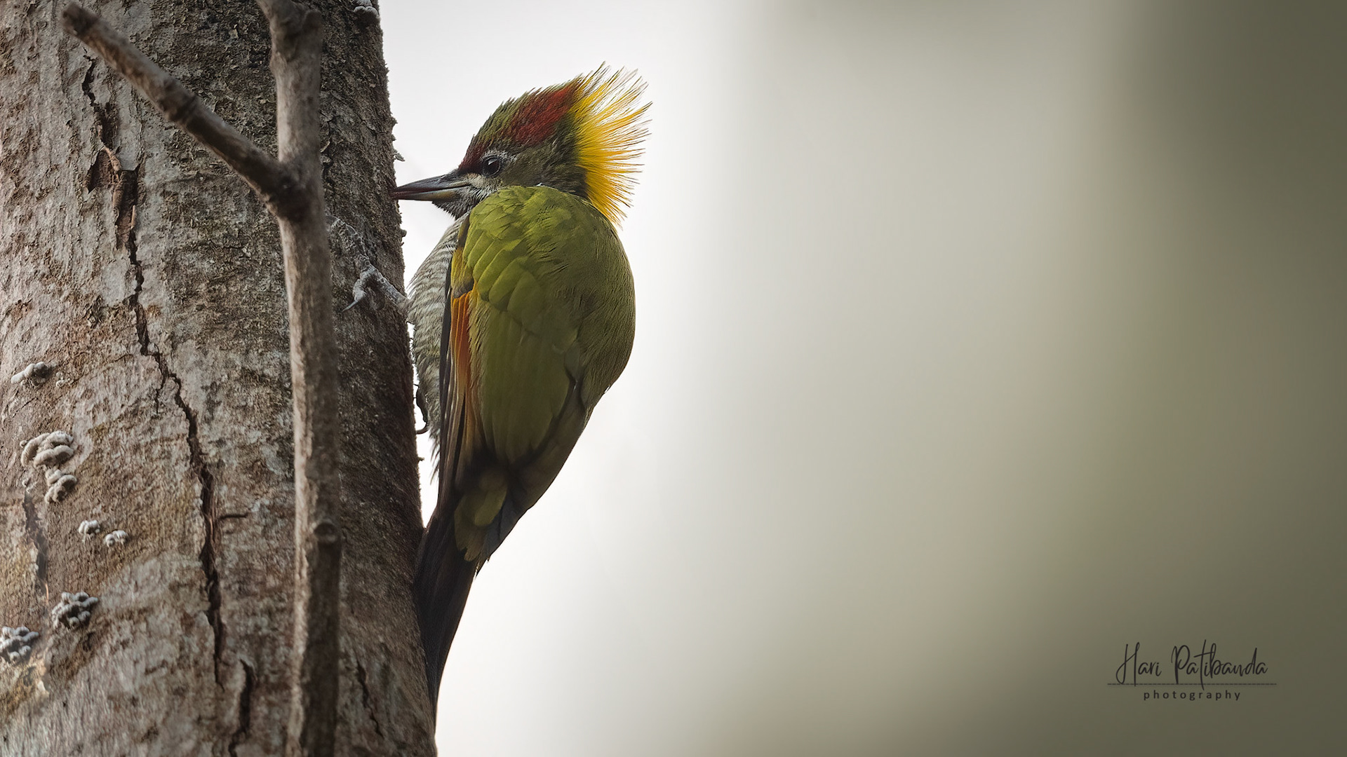 Lesser Yellownape Woodpecker