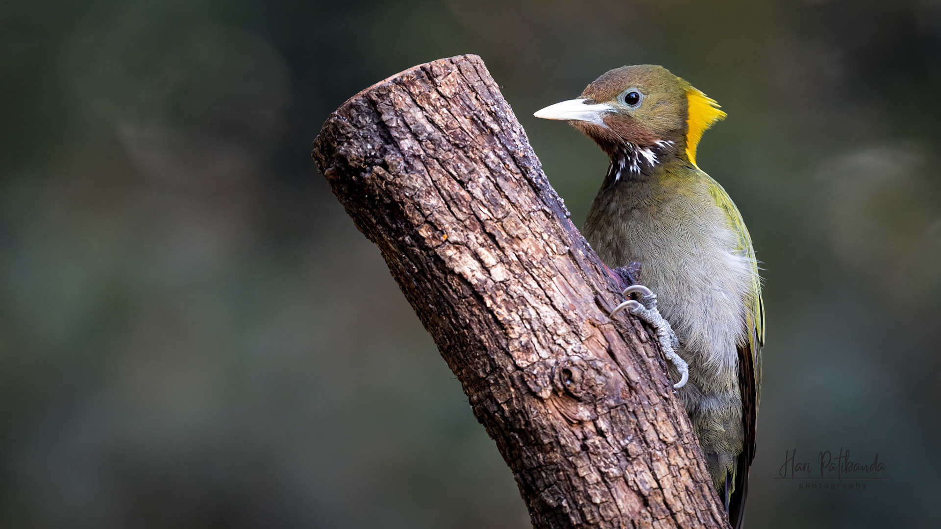 Greater Yellownape Woodpecker